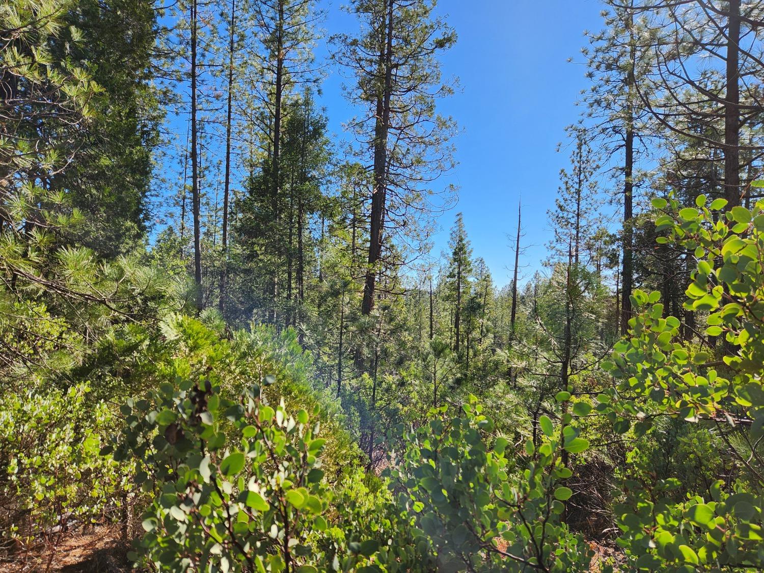 New York Flat Road, Forbestown, California image 8