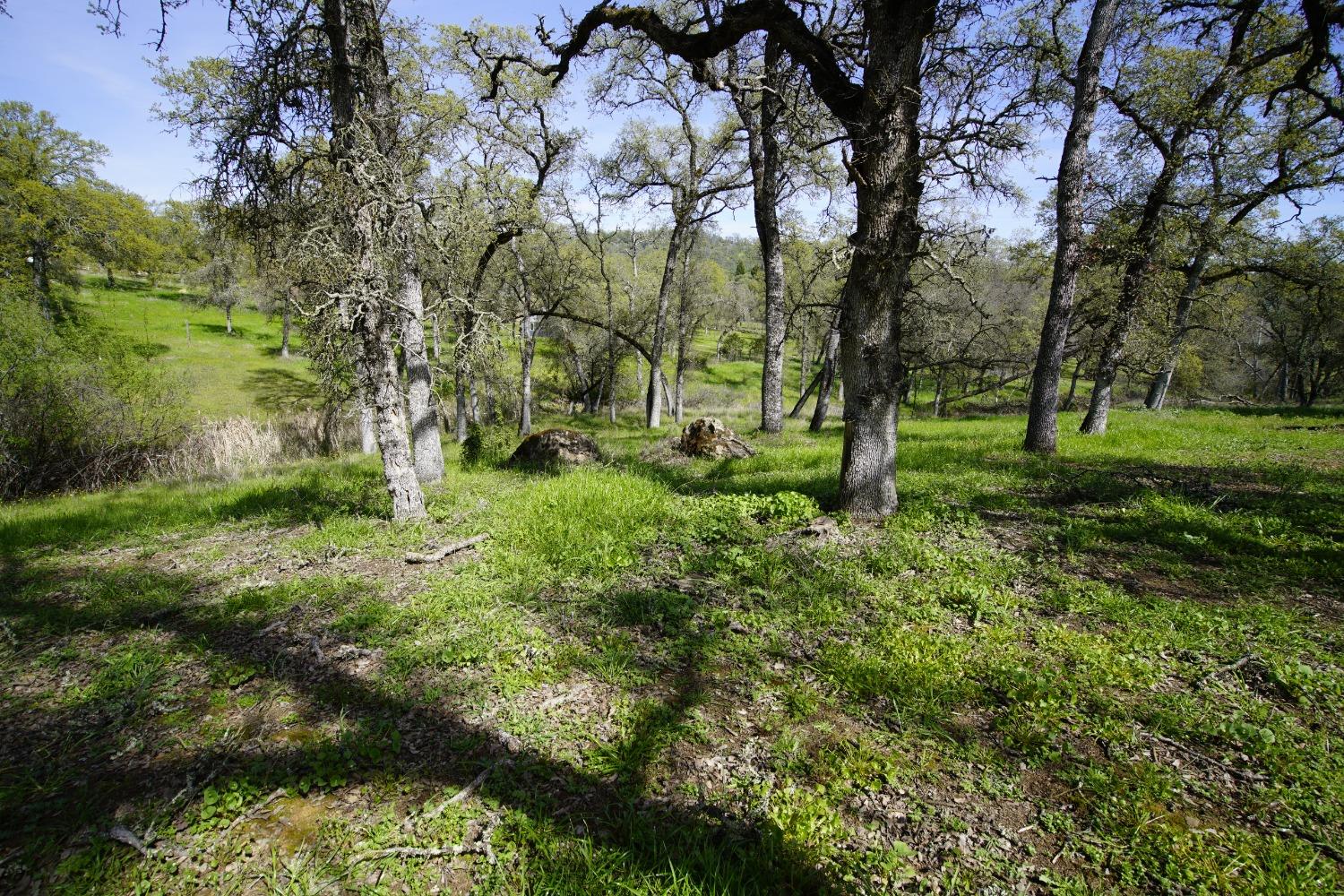 Turkey Hollow Trail, Browns Valley, California image 26