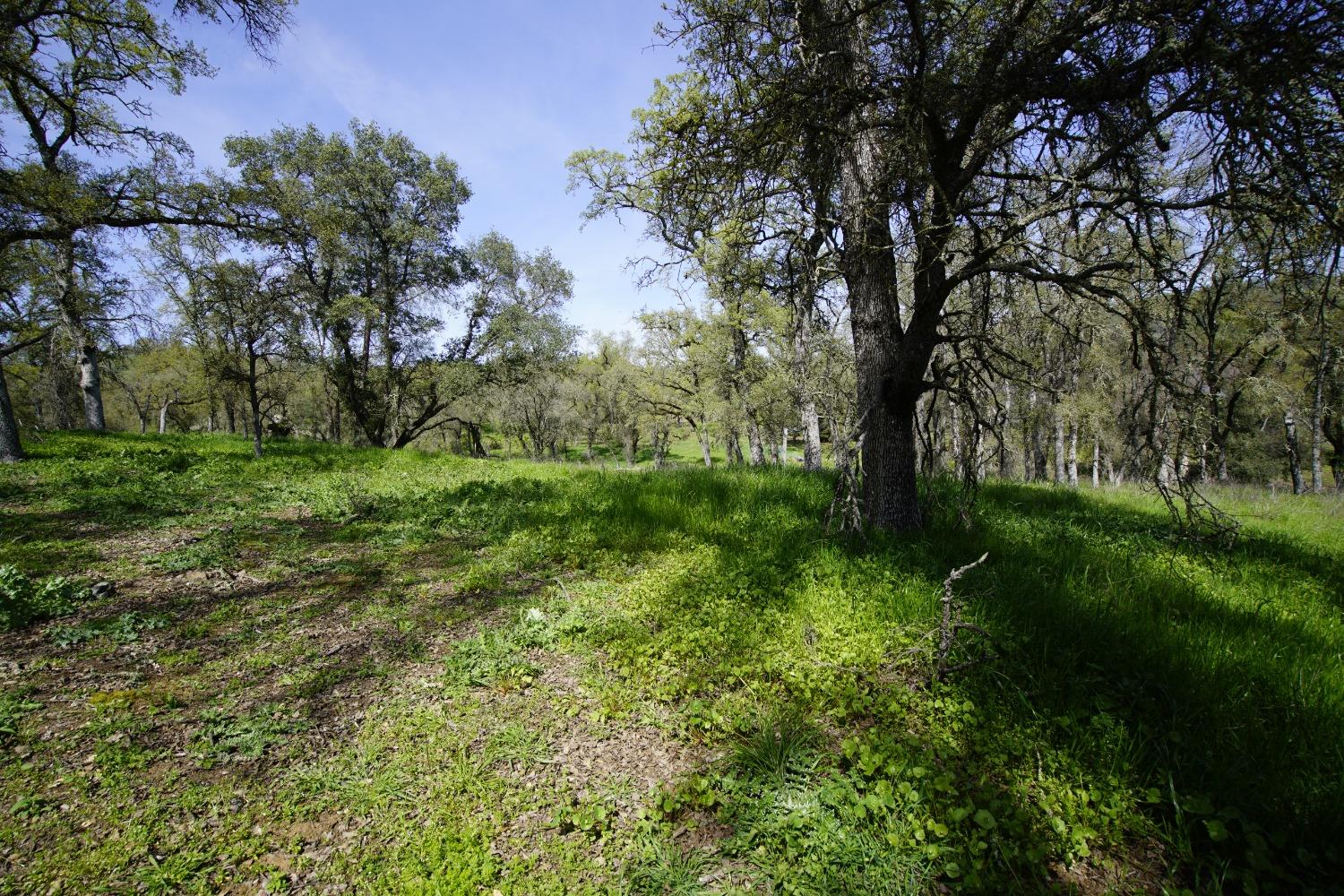 Turkey Hollow Trail, Browns Valley, California image 17