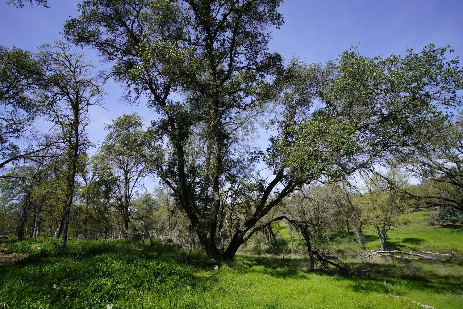 Turkey Hollow Trail, Browns Valley, California image 22