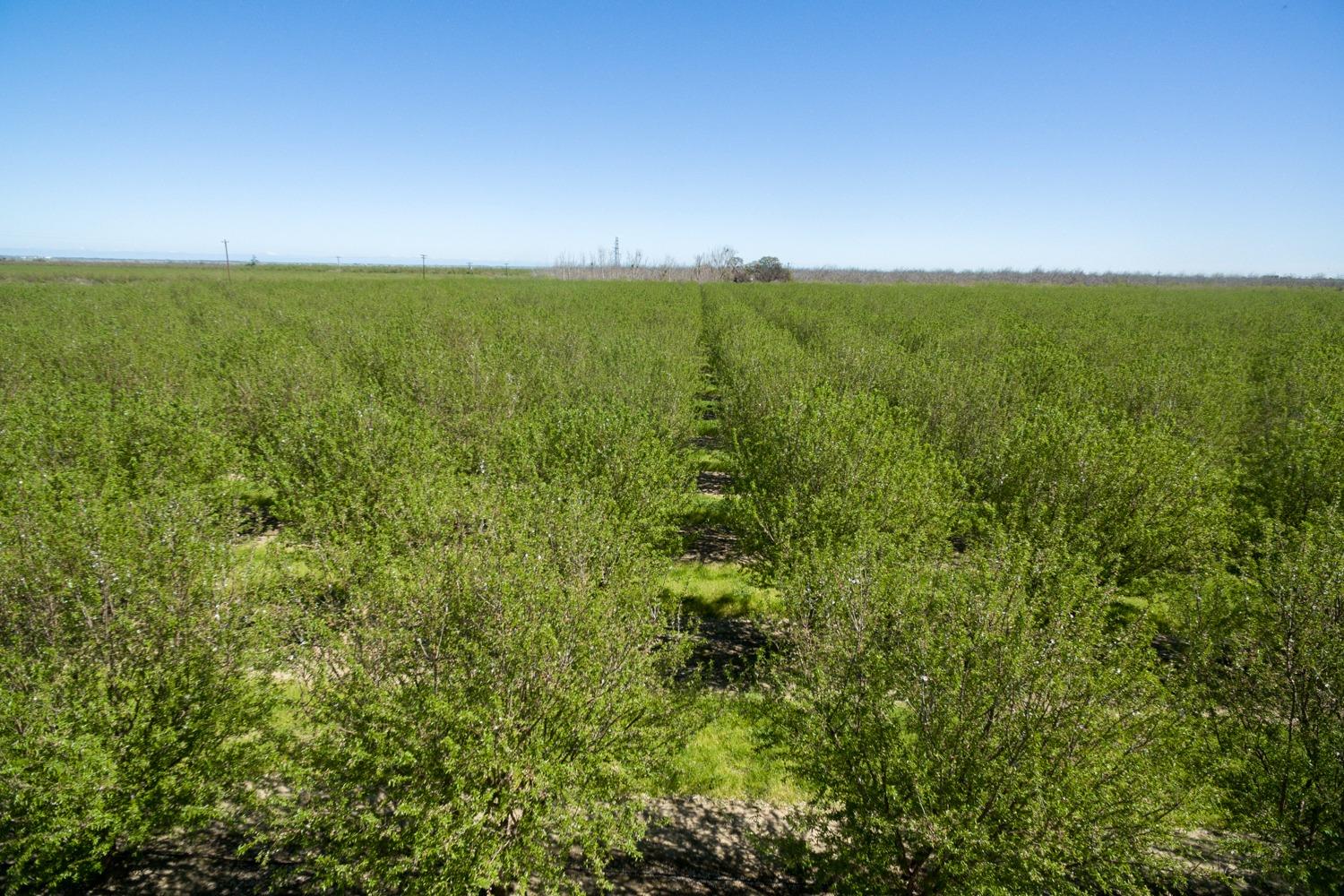 Friel Road, Arbuckle, California image 29