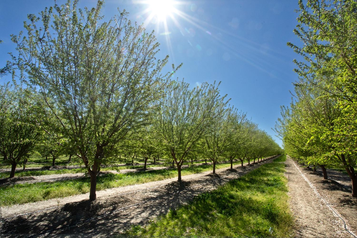 Friel Road, Arbuckle, California image 26