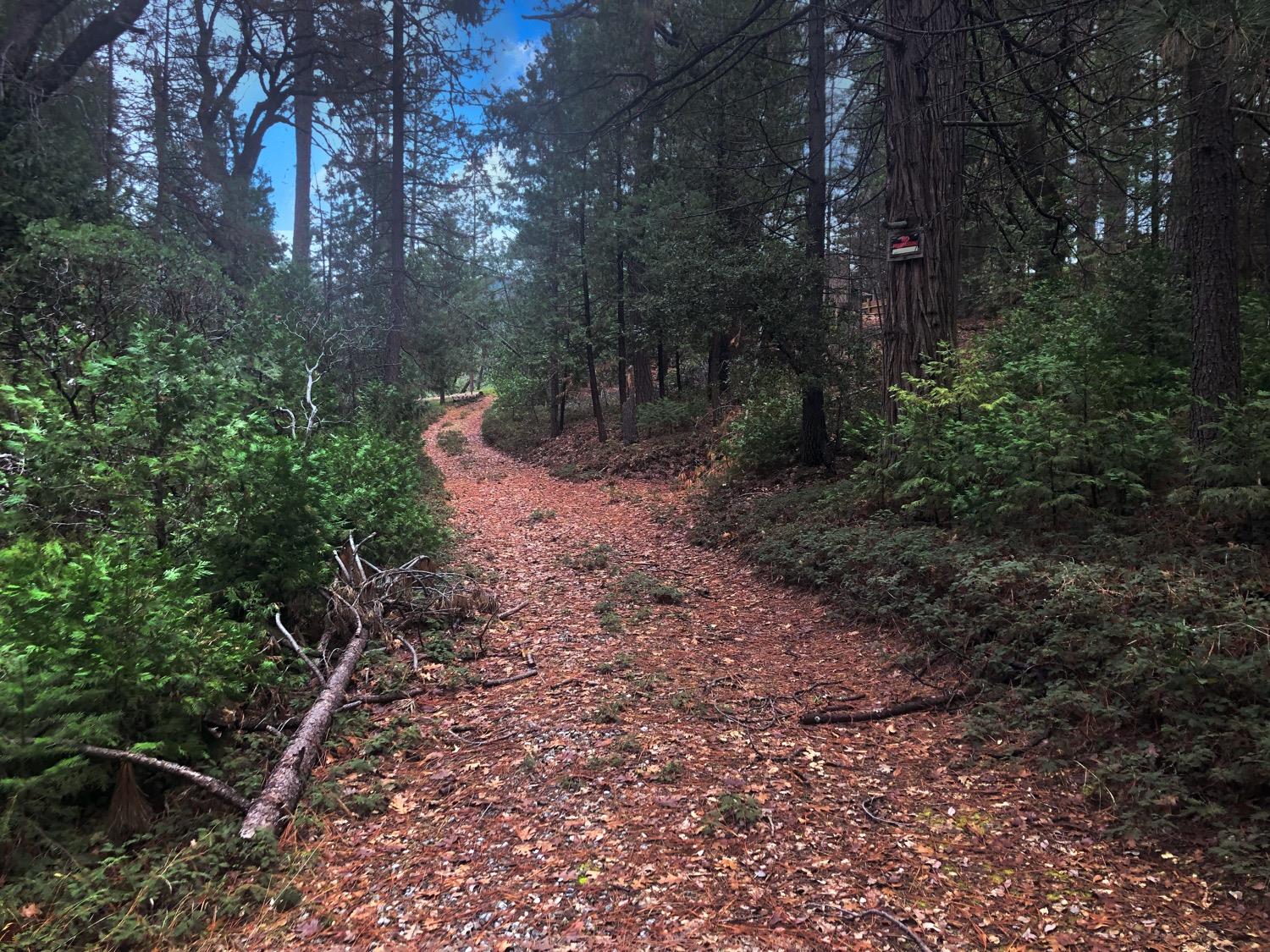 Skunk Hollow Lane, Rail Road Flat, California image 3