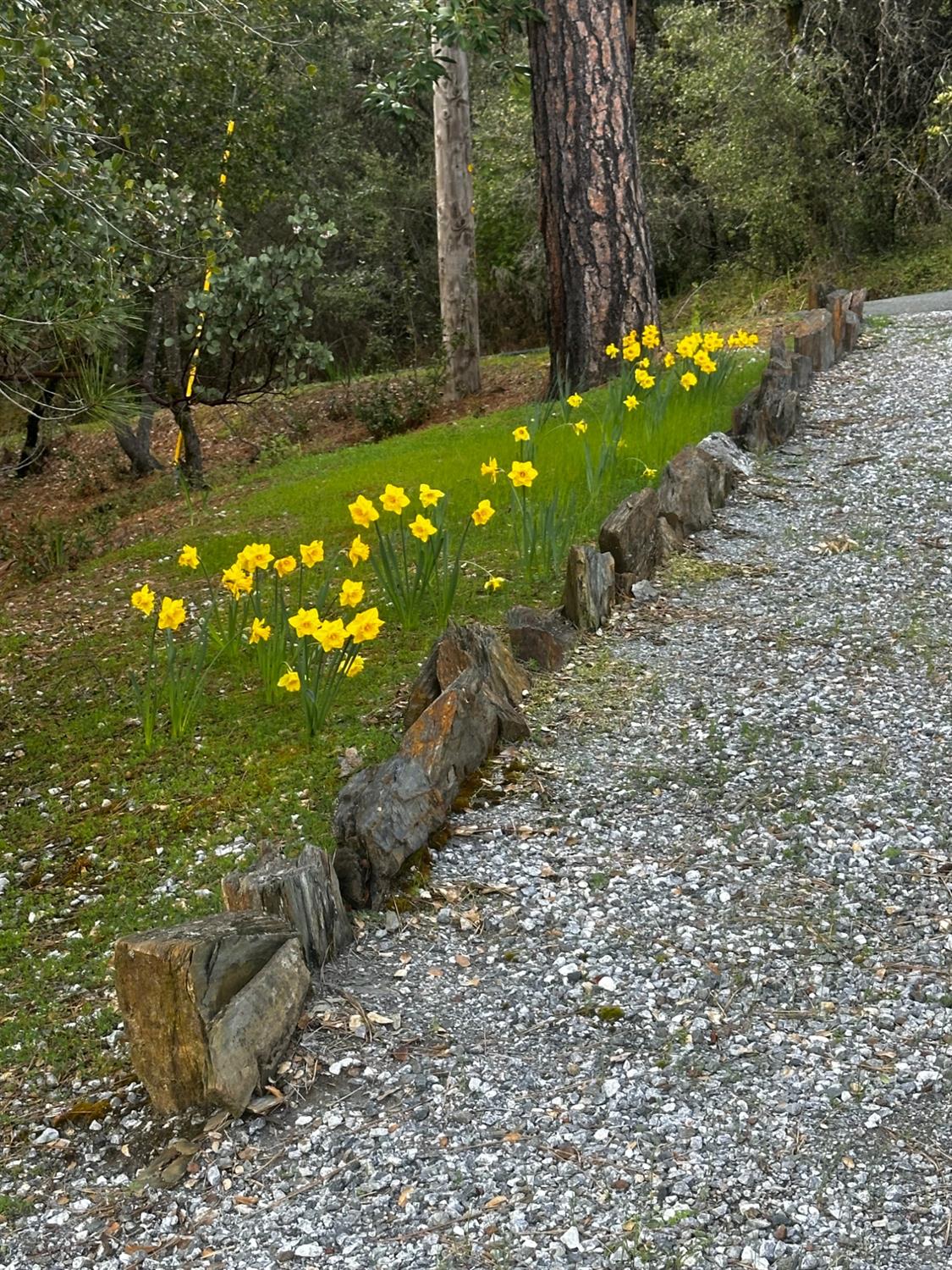 Laurel Canyon Road, Sutter Creek, California image 2