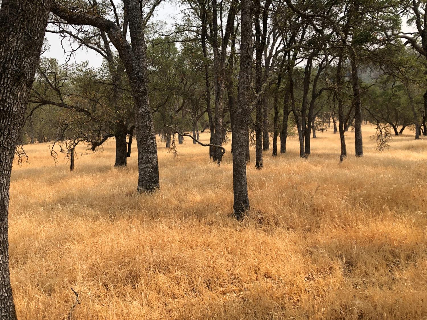 Acres, Pilot Hill, California image 10