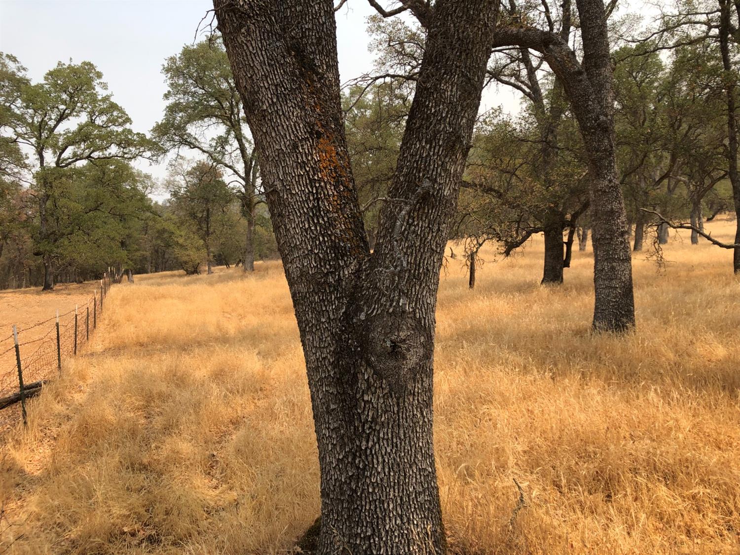 Acres, Pilot Hill, California image 11