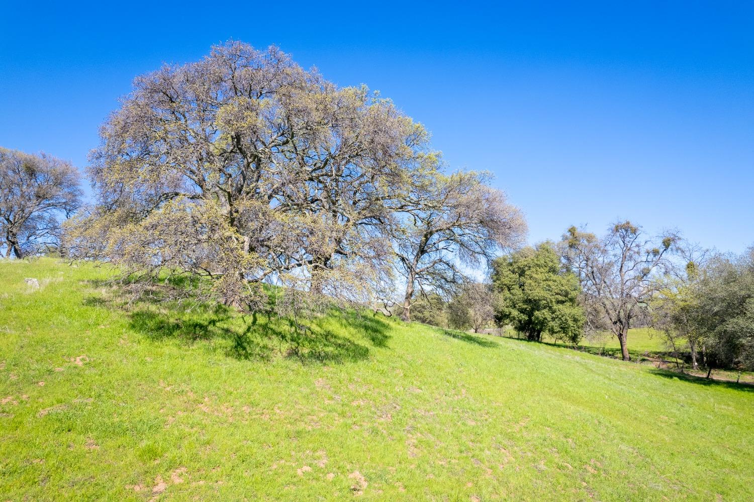 Highway 16, Plymouth, California image 34