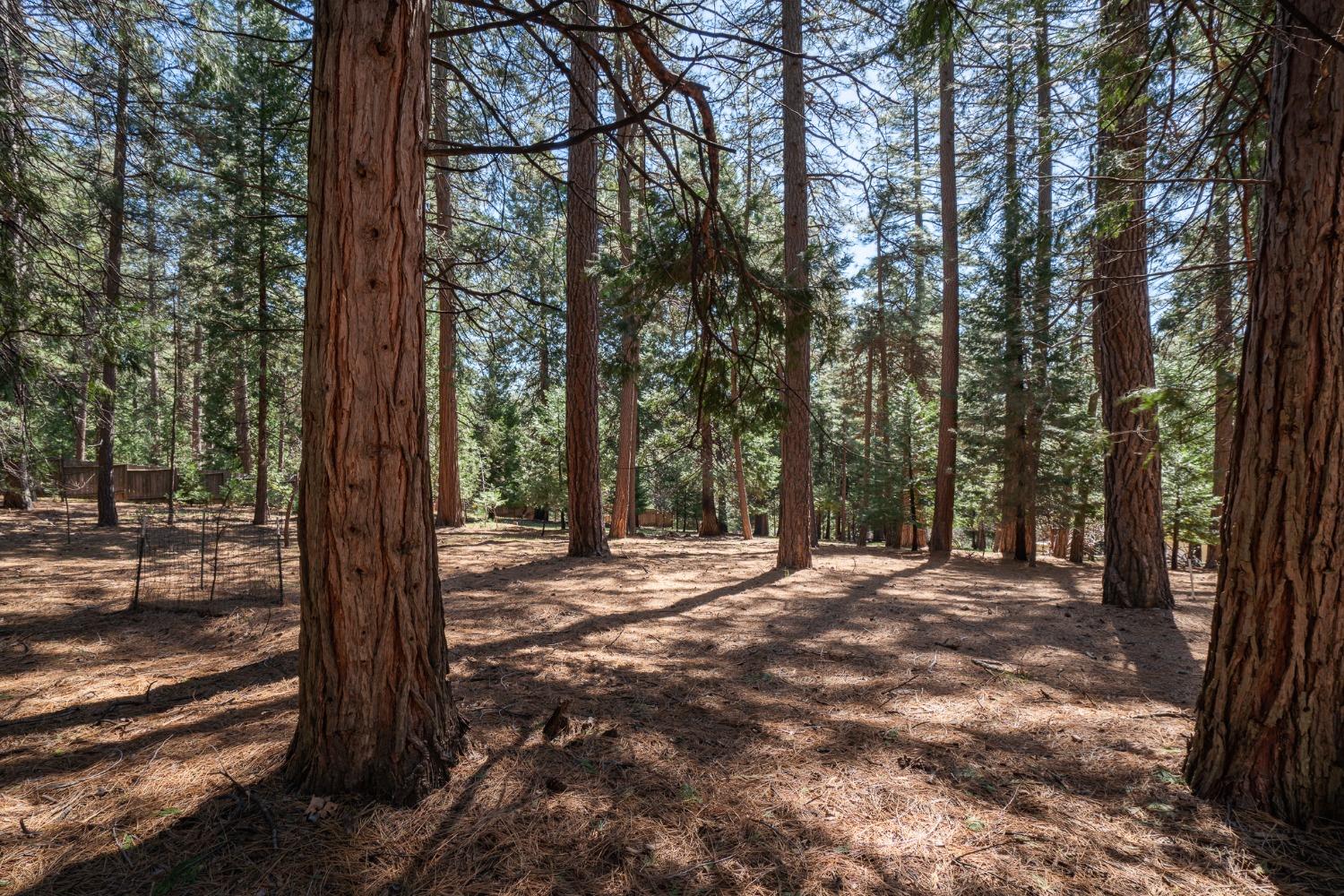 Shake Ridge Road, Volcano, California image 36