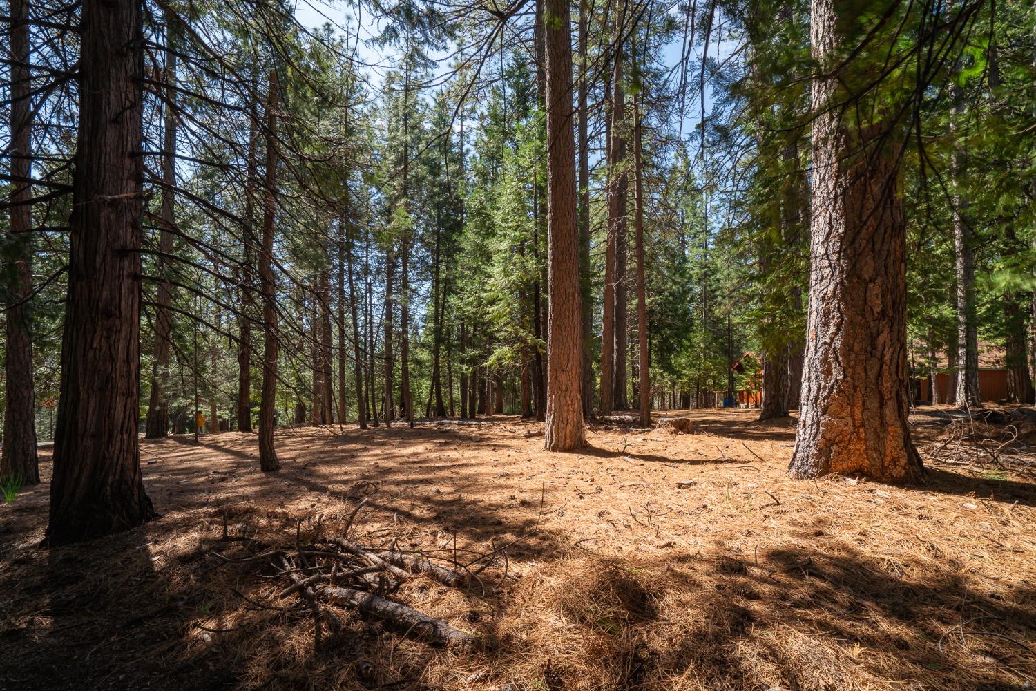 Shake Ridge Road, Volcano, California image 8