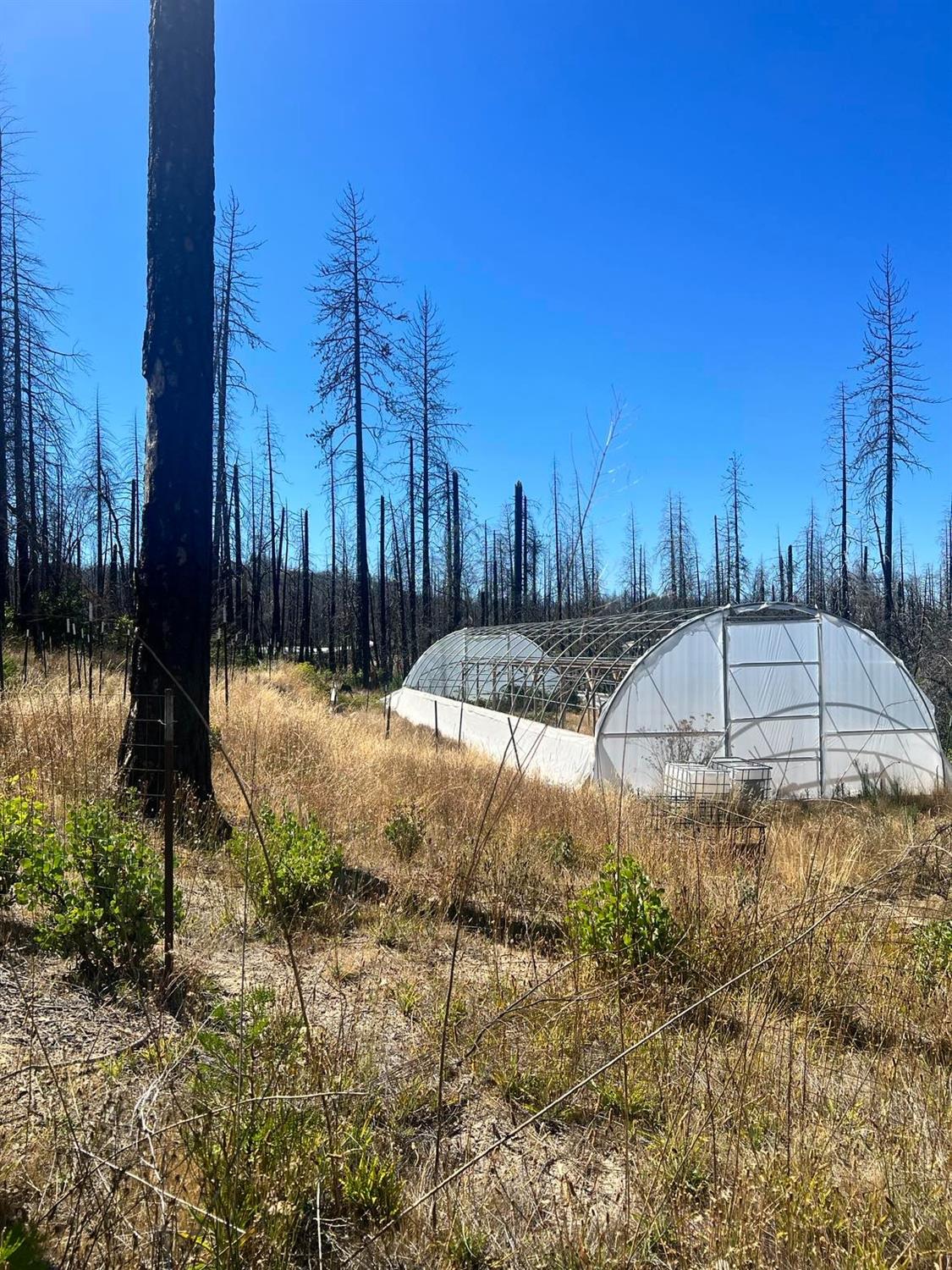 Simpson Ranch Road, Berry Creek, California image 7