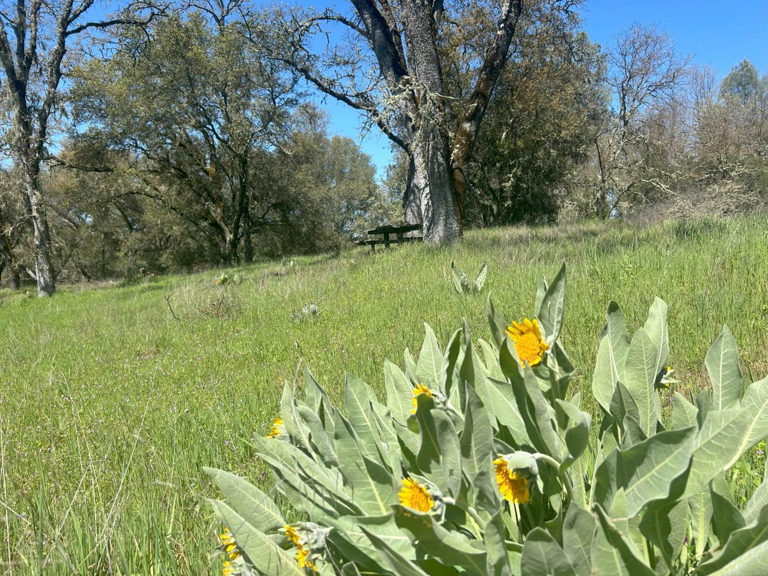 Summer Creek Court, Shingle Springs, California image 10