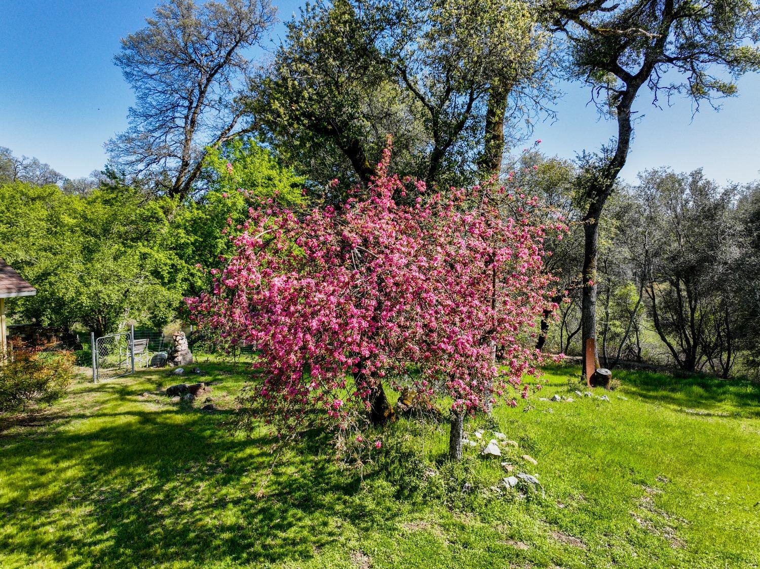 Newtown Road, Nevada City, California image 8