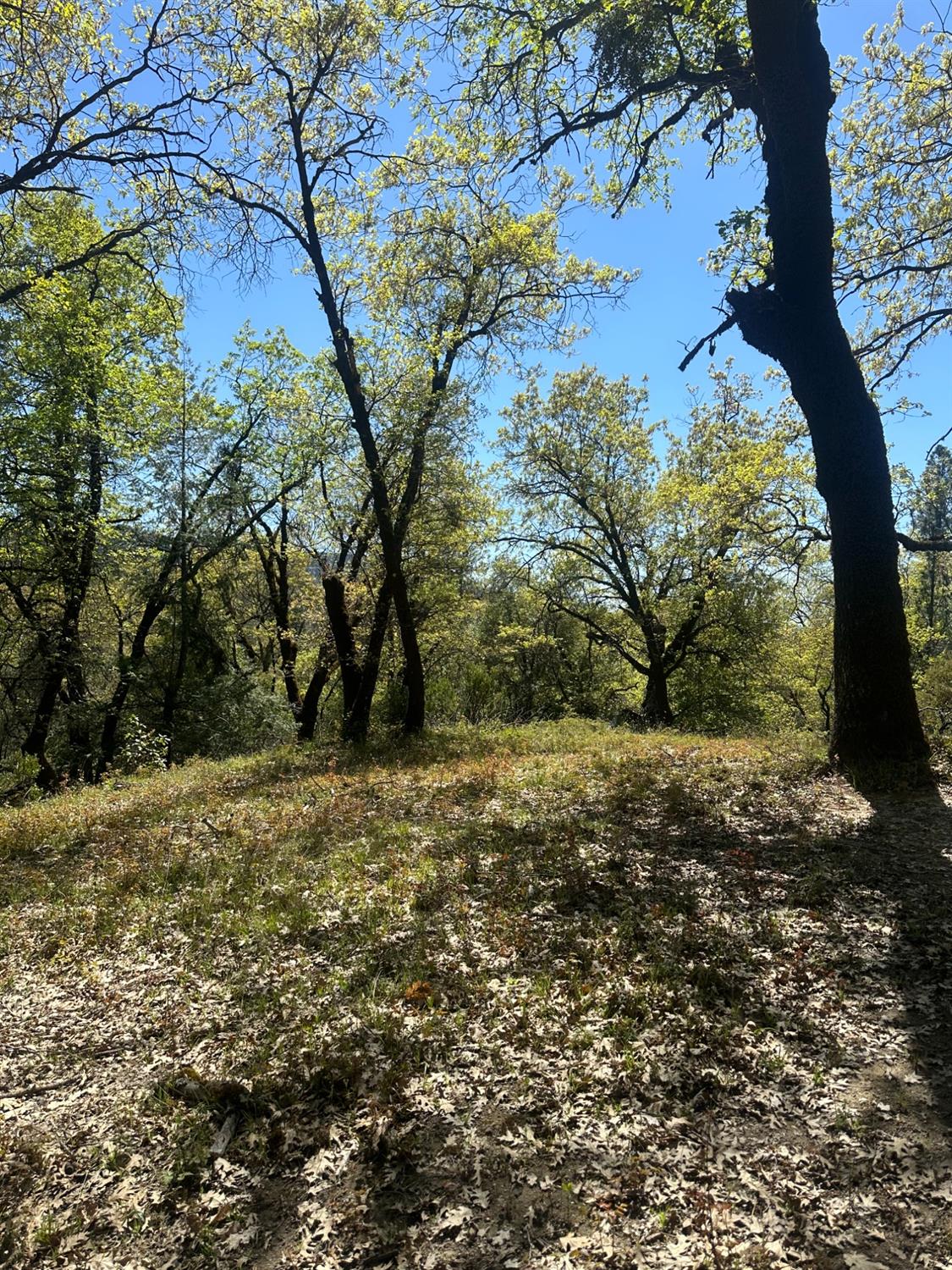 Ridge Road, North San Juan, California image 33