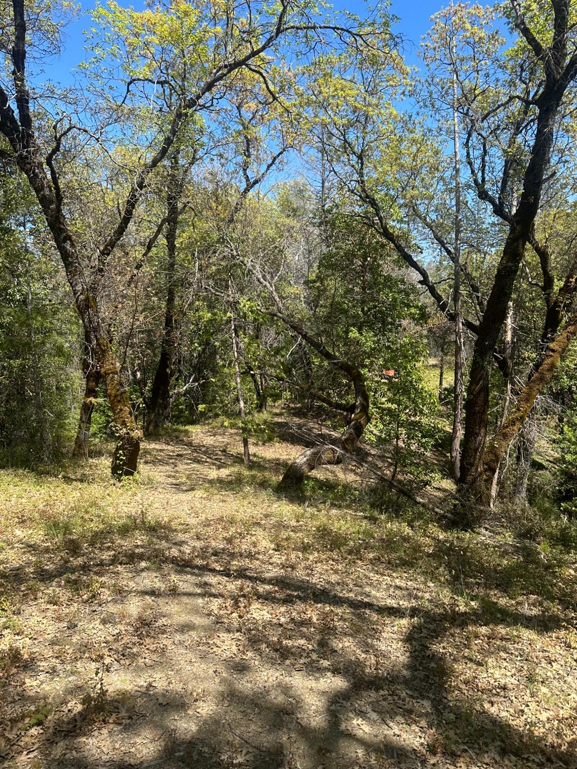 Ridge Road, North San Juan, California image 30