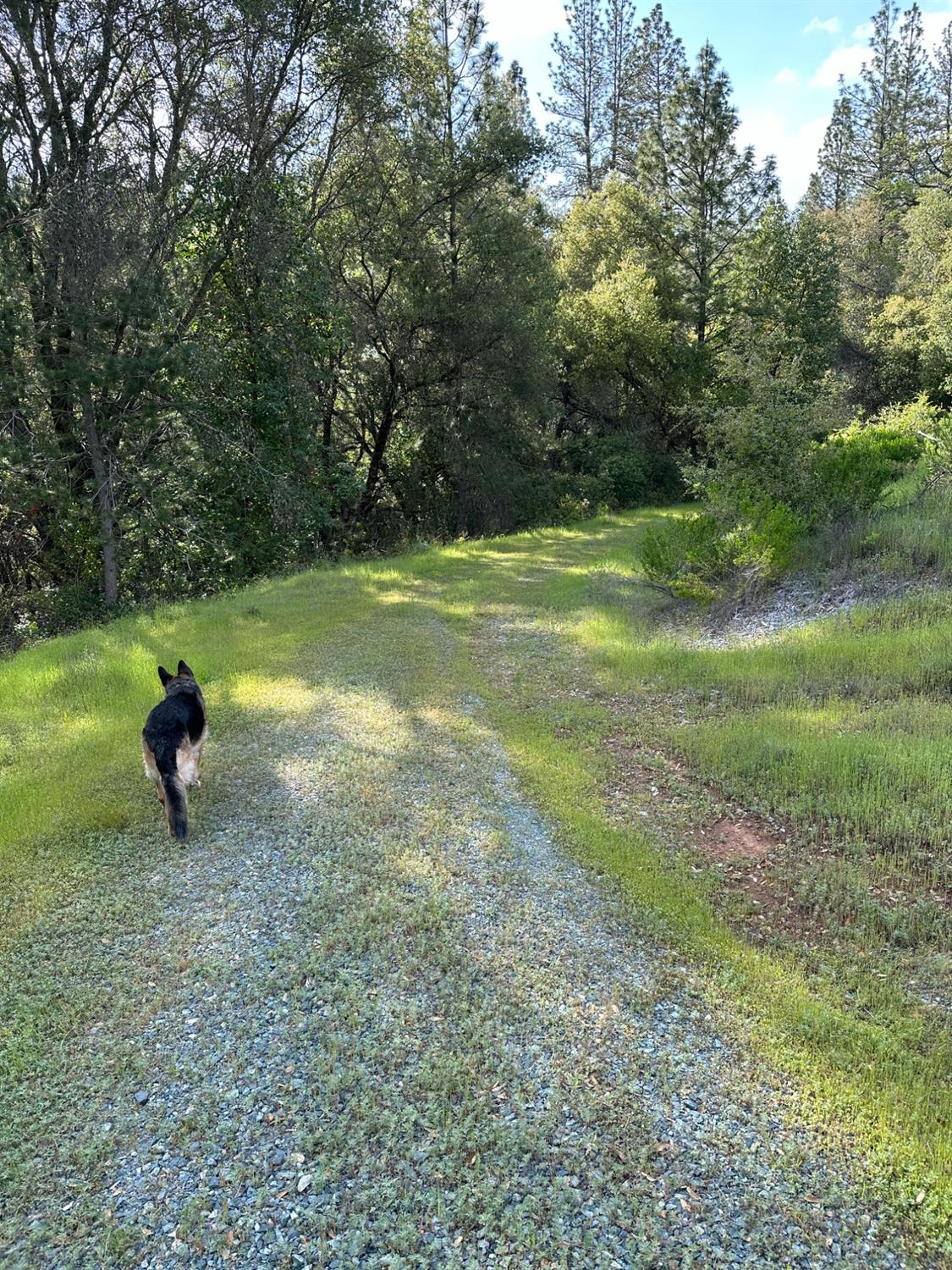 Meadow Lark Lane, Sutter Creek, California image 15