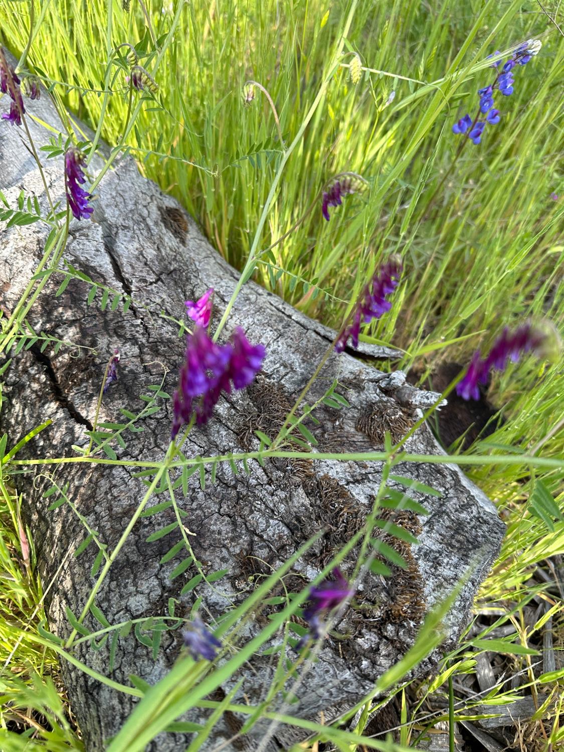 Meadow Lark Lane, Sutter Creek, California image 18