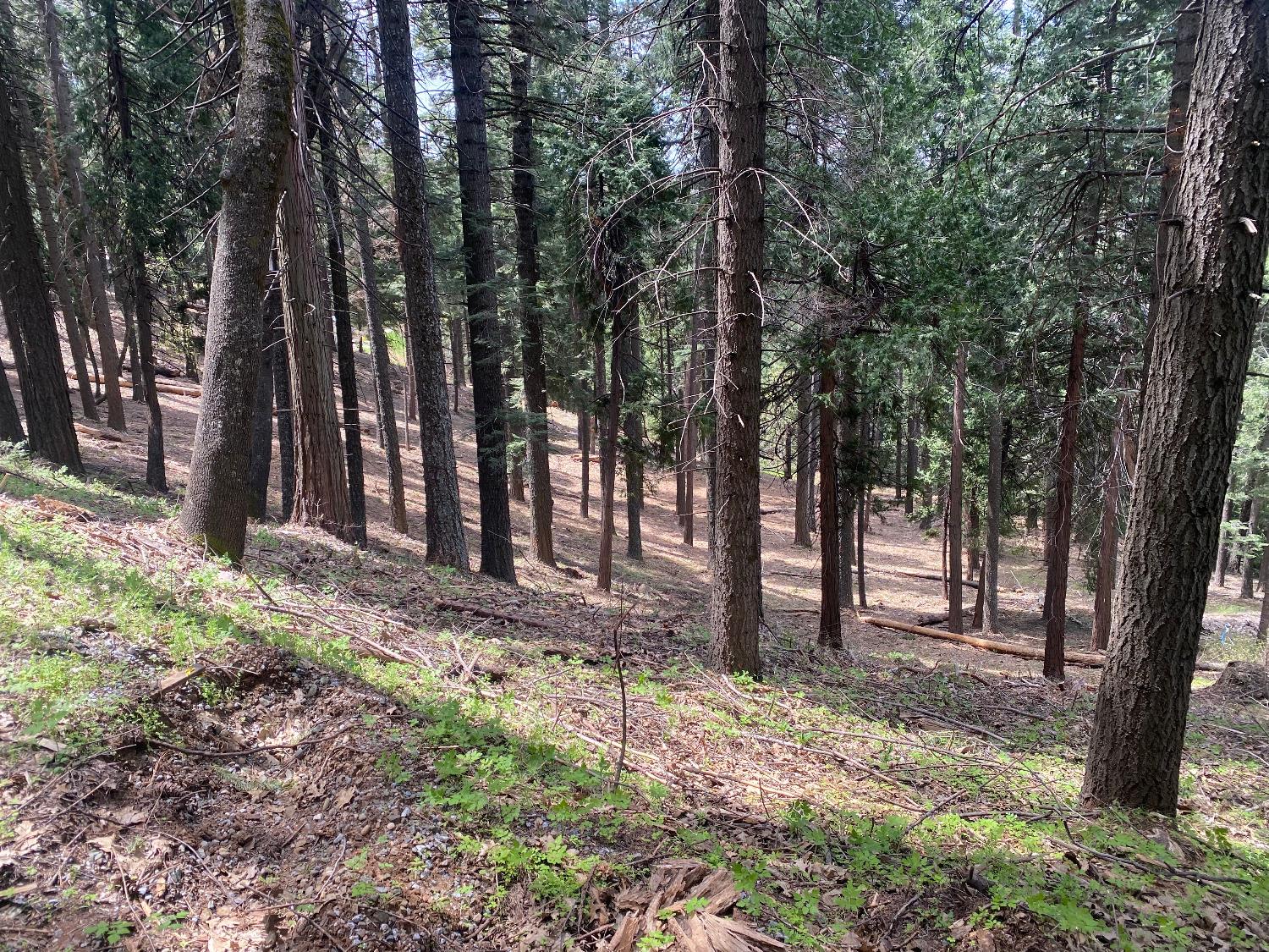 Detail Gallery Image 6 of 12 For 3 .75 Acres Bullion Bend Rd, Pollock Pines,  CA 95726 - – Beds | – Baths