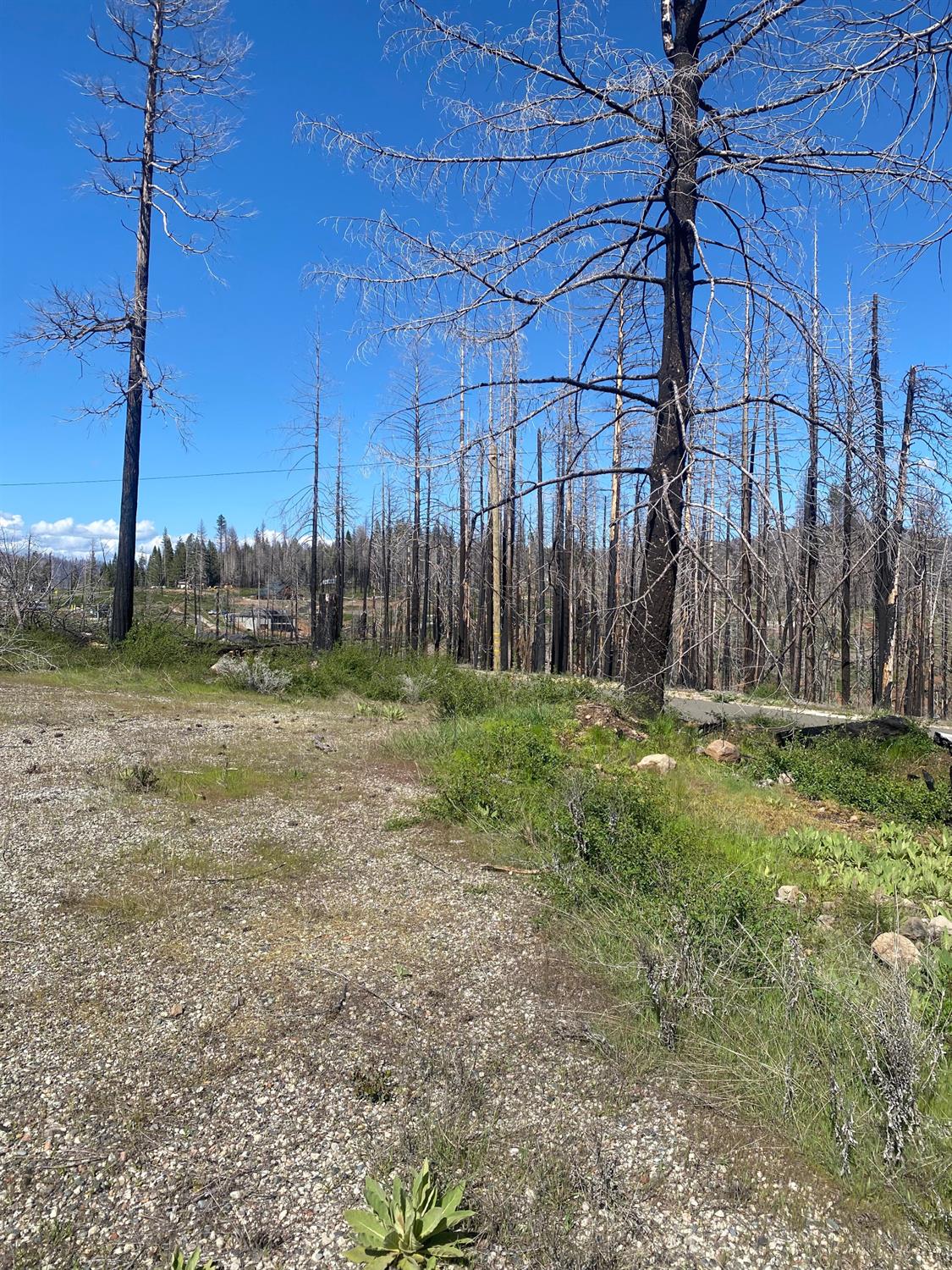 Tyler Drive, Grizzly Flats, California image 5