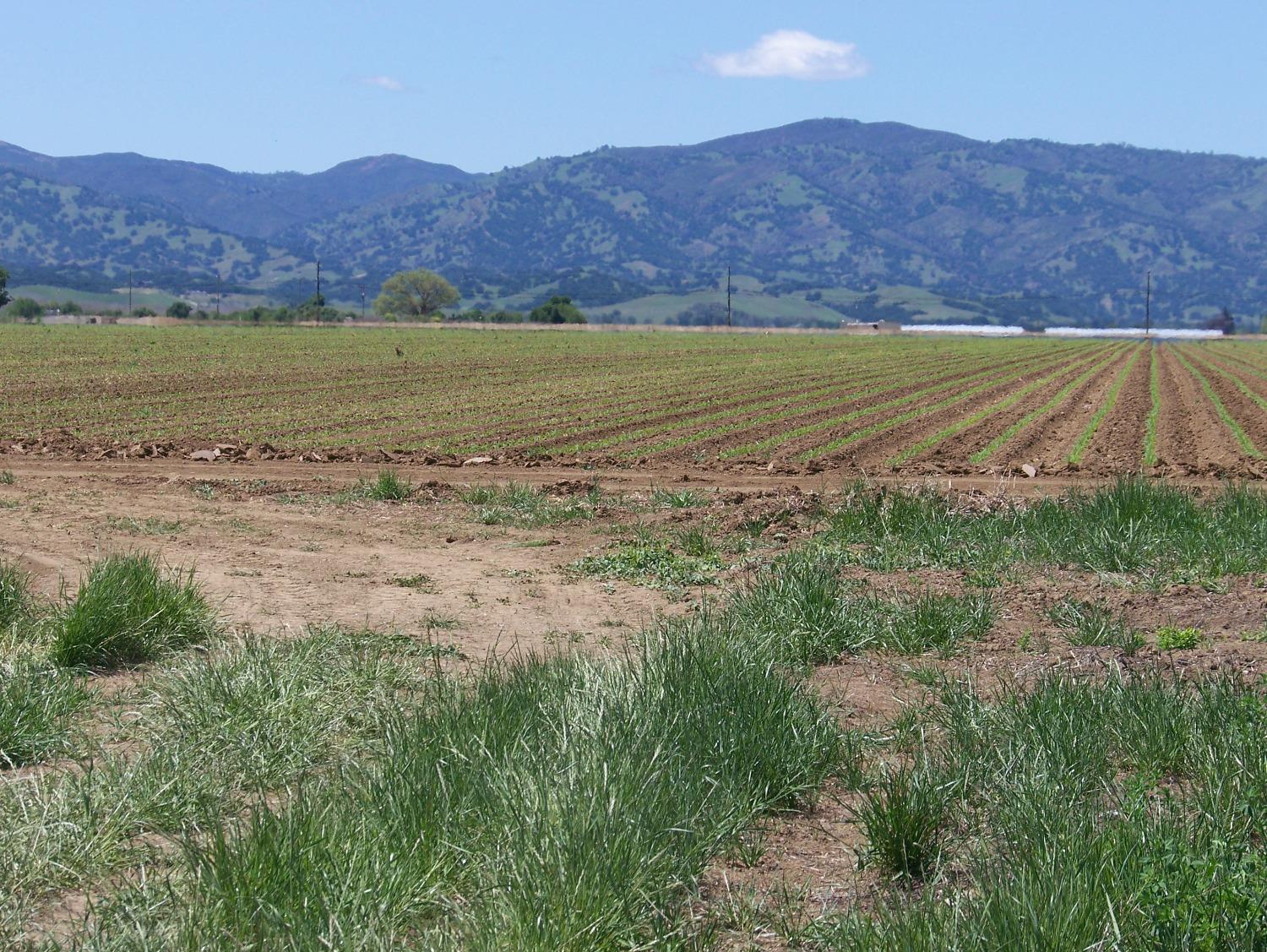 County Road 25, Winters, California image 3