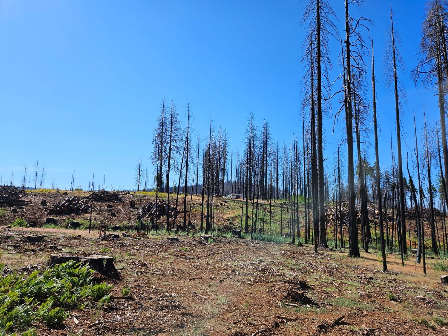 String Canyon Court, Grizzly Flats, California image 5