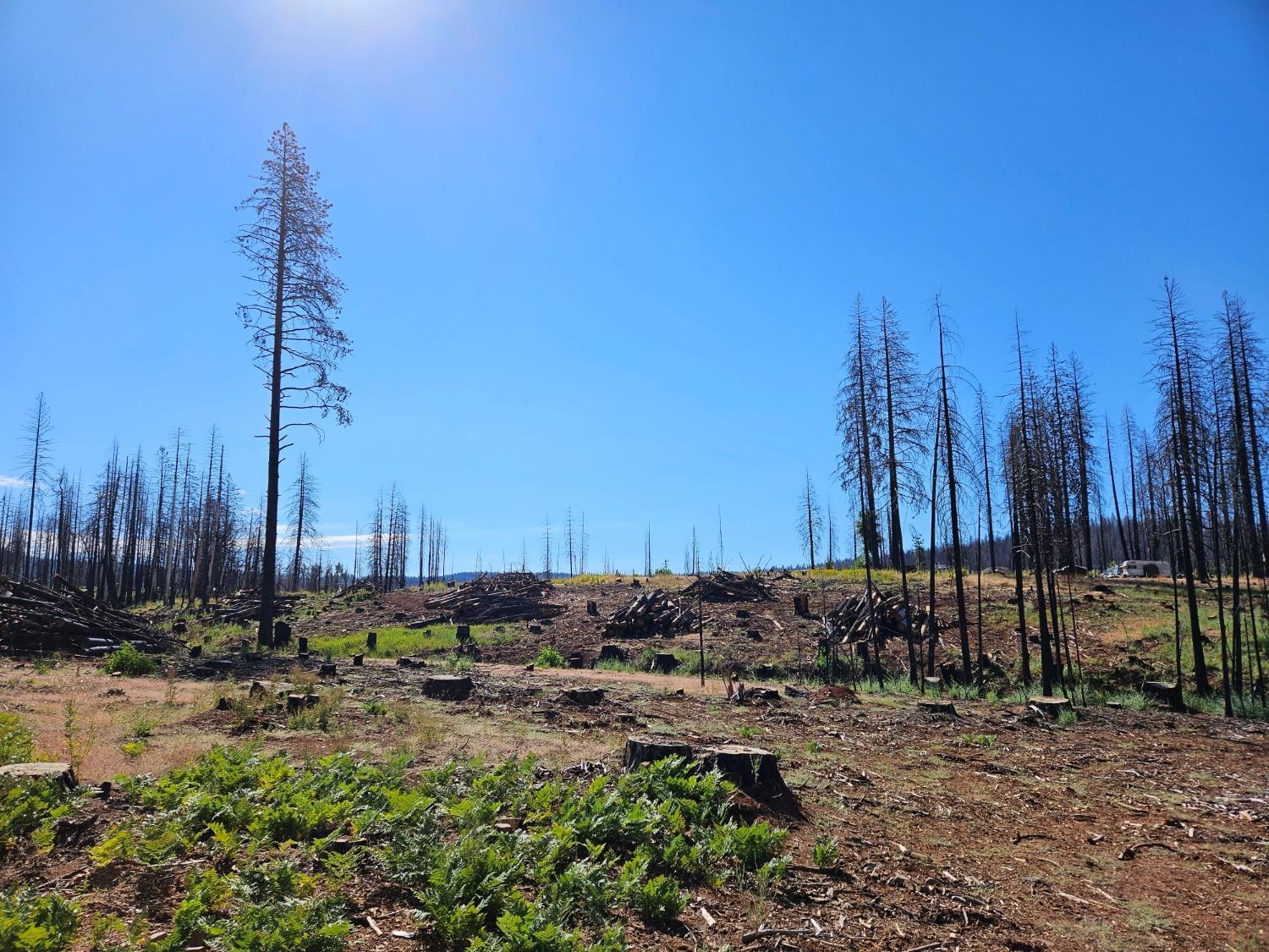 String Canyon Court, Grizzly Flats, California image 4