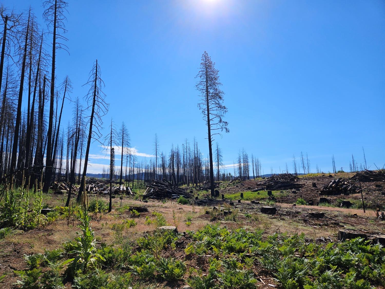 String Canyon Court, Grizzly Flats, California image 3