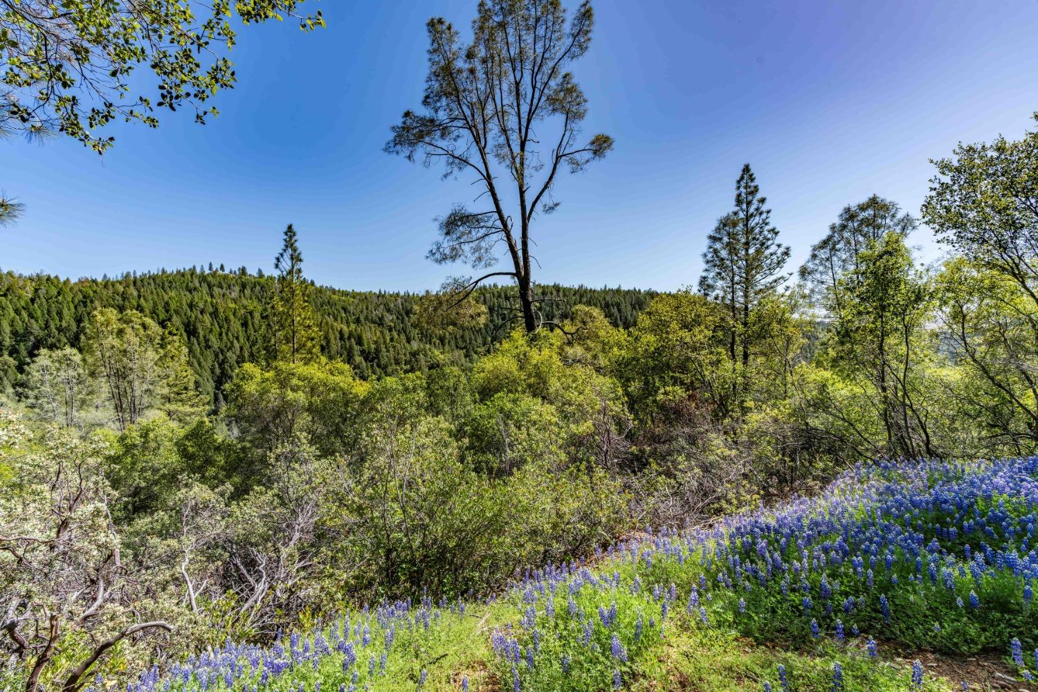 Rancho Canyon, Sutter Creek, California image 6