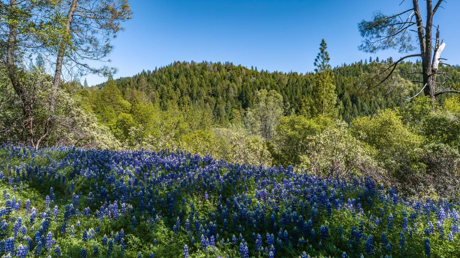 Rancho Canyon, Sutter Creek, California image 2