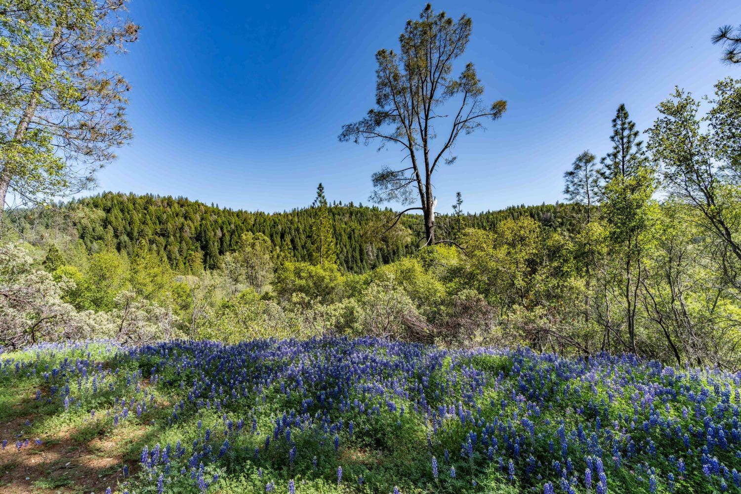 Rancho Canyon, Sutter Creek, California image 5