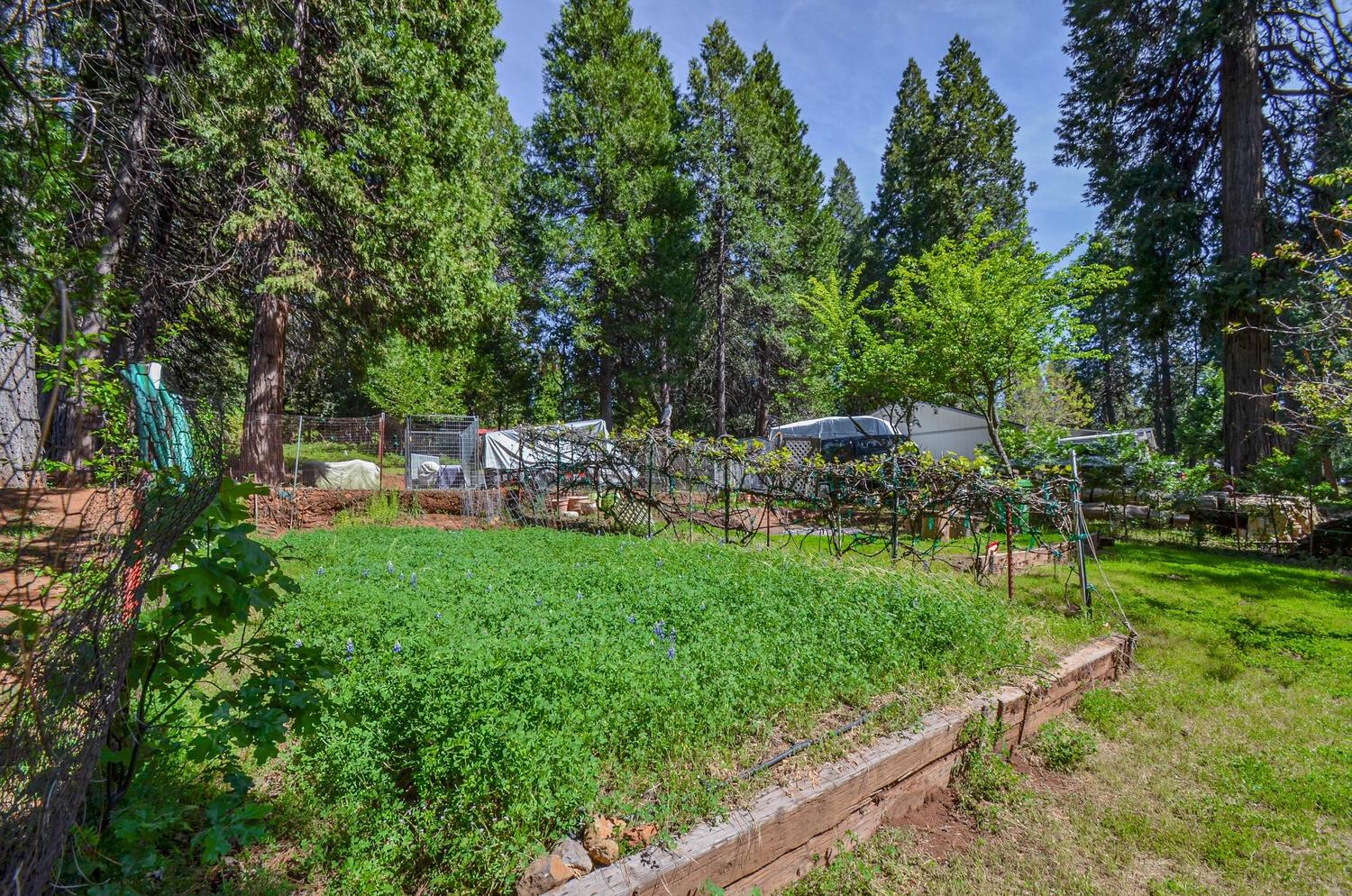 Detail Gallery Image 56 of 65 For 21965 Shake Ridge Rd, Volcano,  CA 95689 - 3 Beds | 2/1 Baths