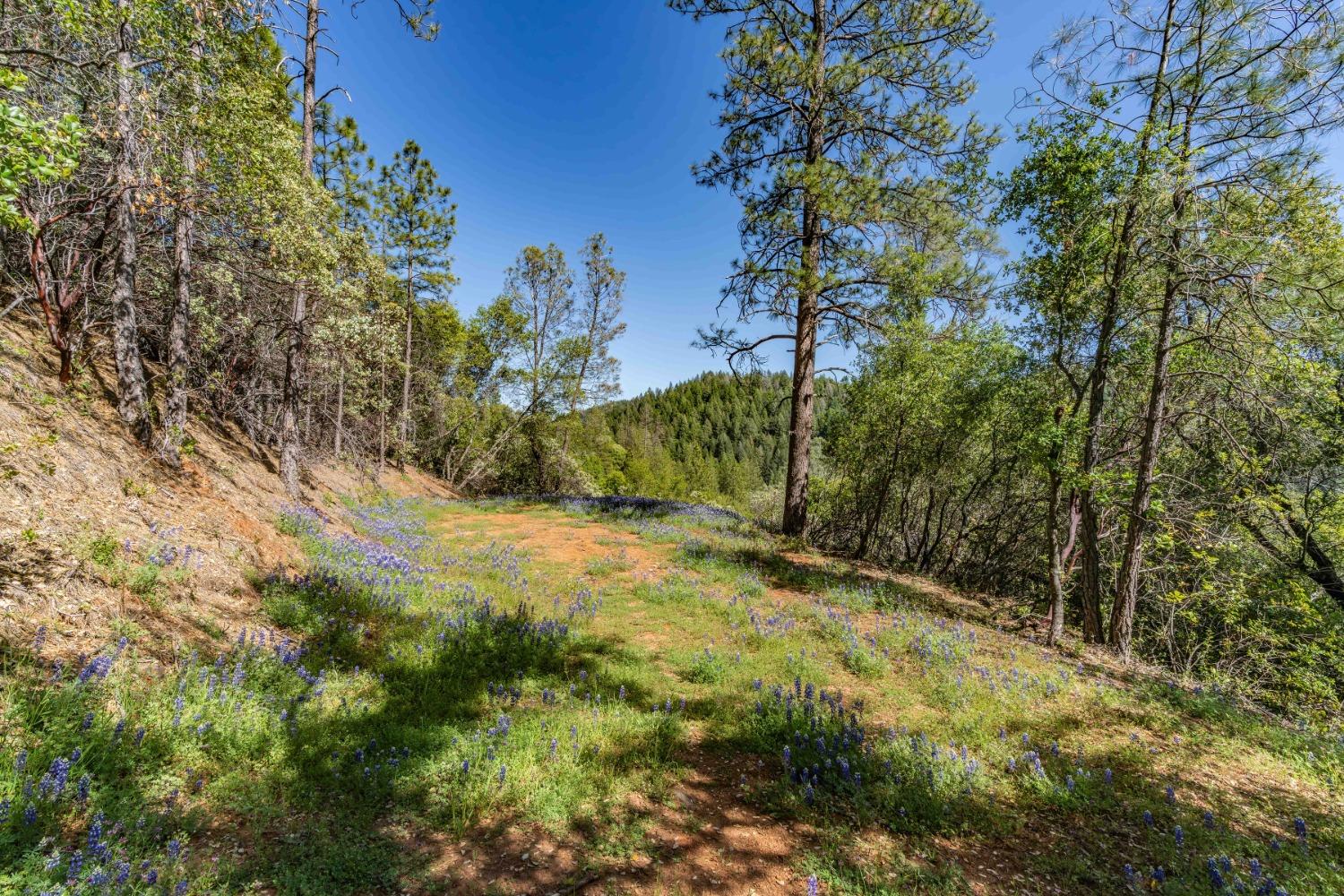 Rancho Canyon, Sutter Creek, California image 3