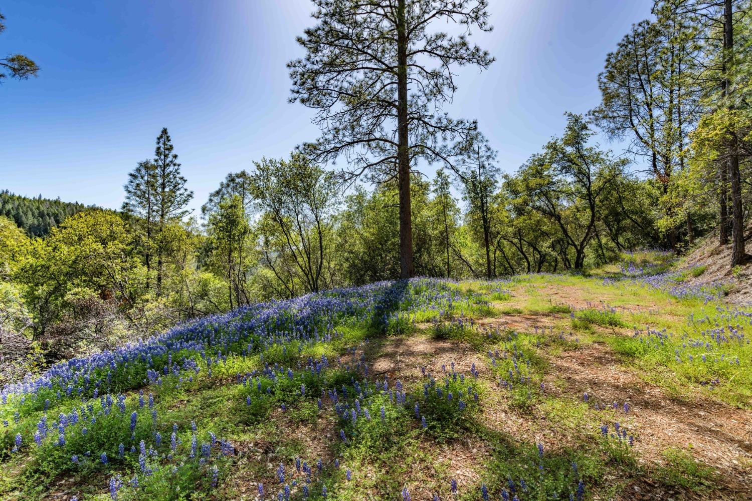 Detail Gallery Image 1 of 1 For 0 Rancho Canyon, Sutter Creek,  CA 95685 - – Beds | – Baths