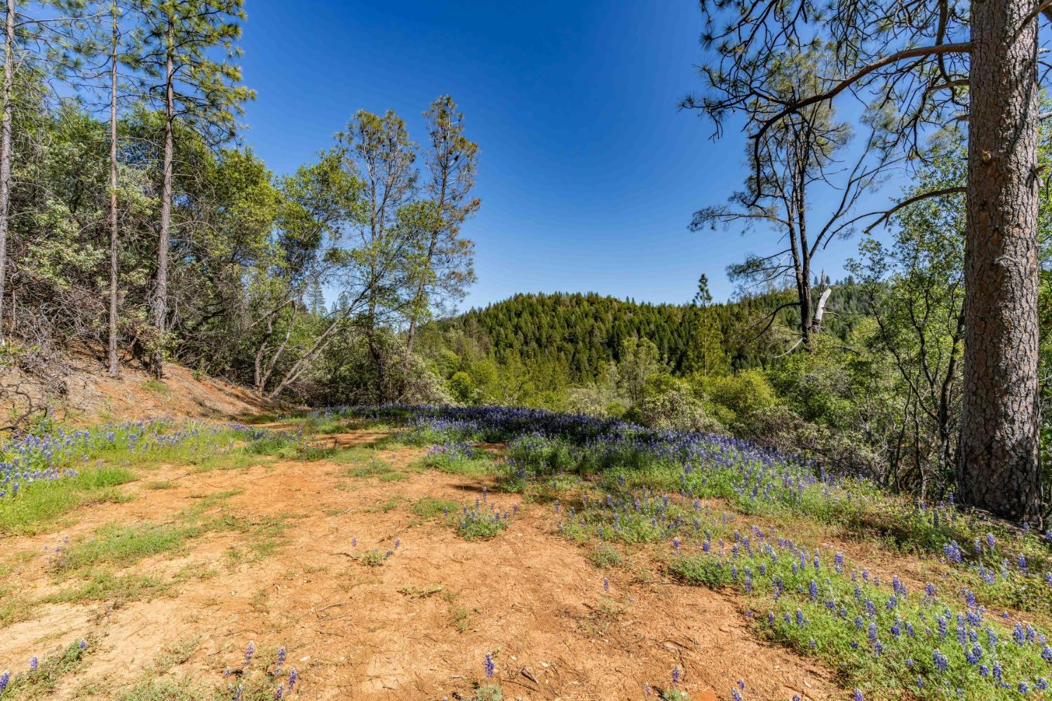 Rancho Canyon, Sutter Creek, California image 4