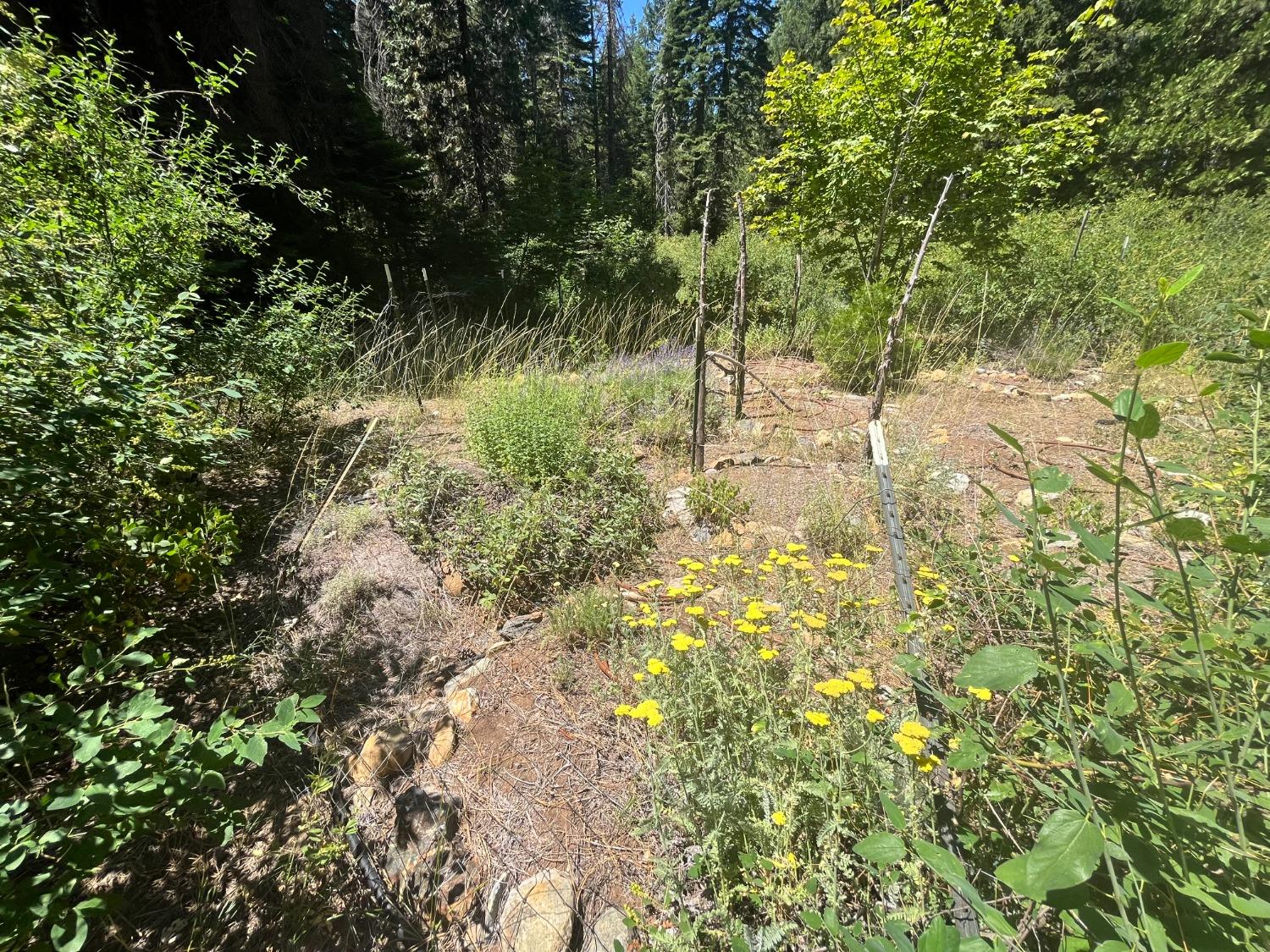 Backbone Road, Nevada City, California image 44