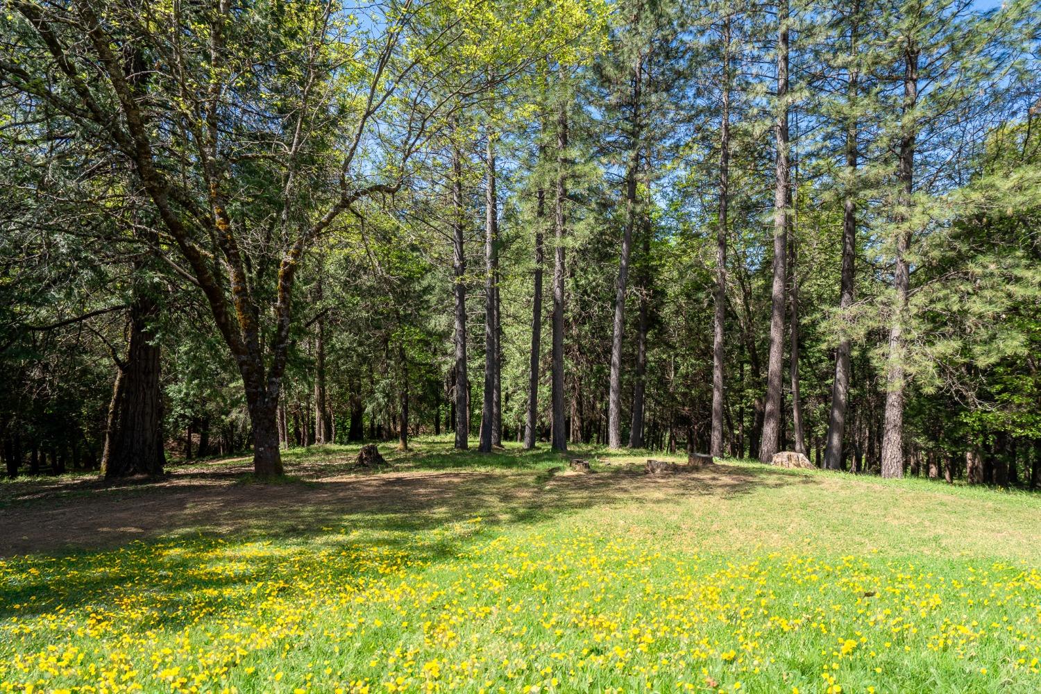 Dogwood Creek Road, Rail Road Flat, California image 15