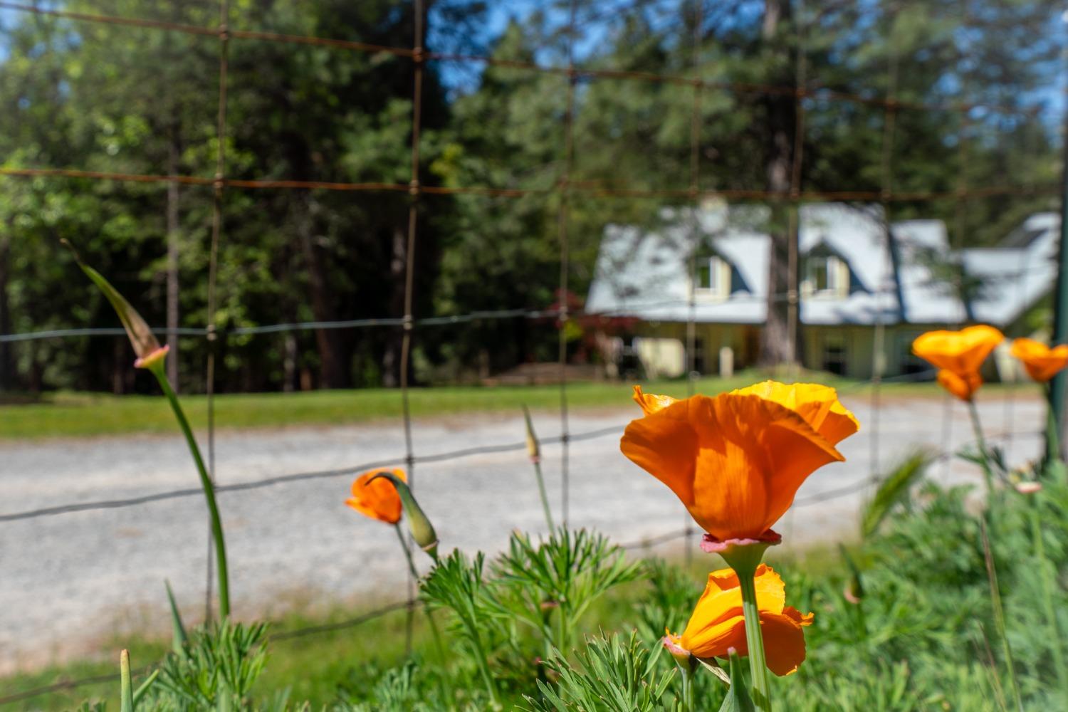 Detail Gallery Image 12 of 52 For 3070 Dogwood Creek Rd, Rail Road Flat,  CA 95248 - 3 Beds | 2/1 Baths