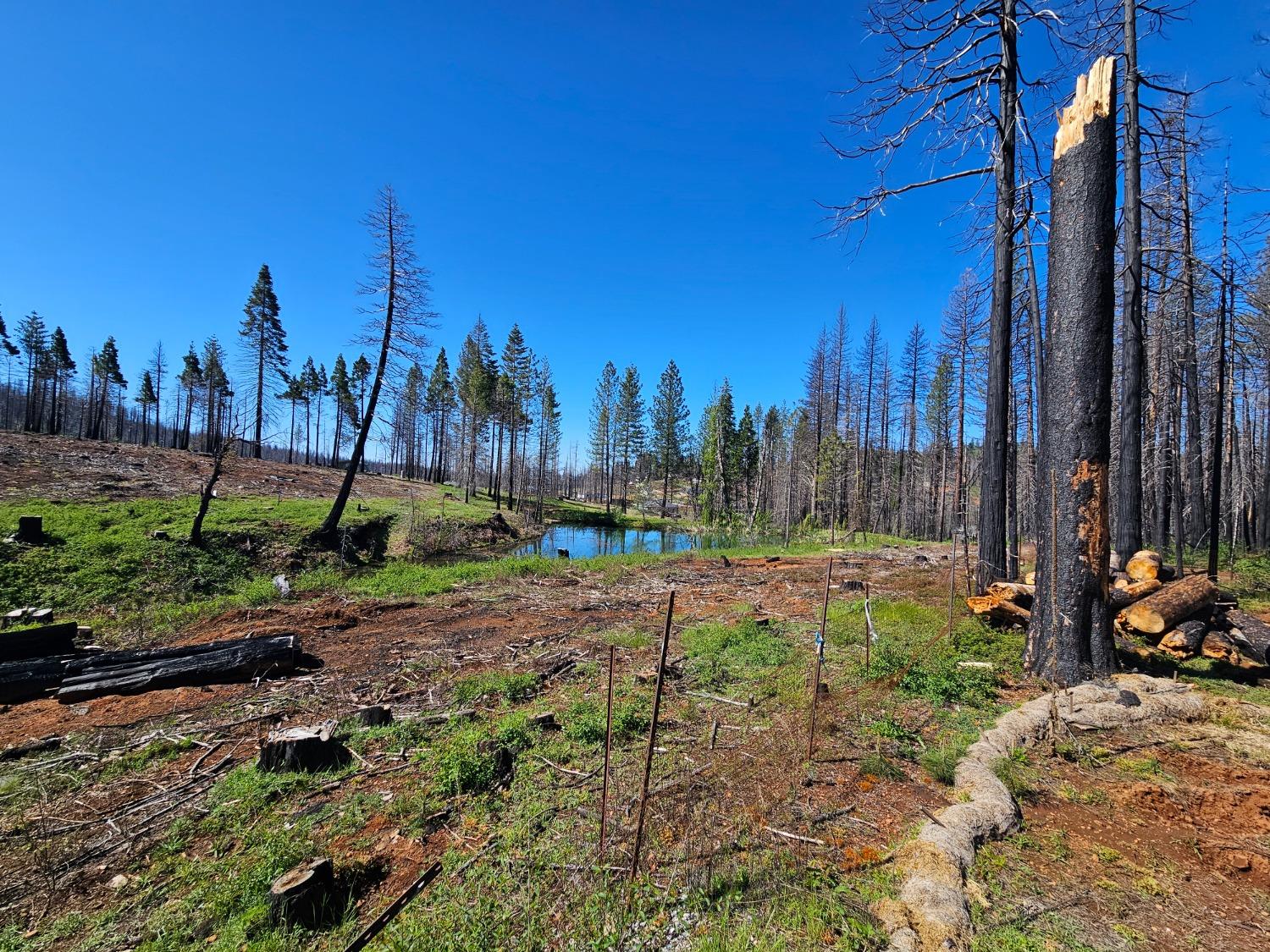 String Canyon Road, Grizzly Flats, California image 11