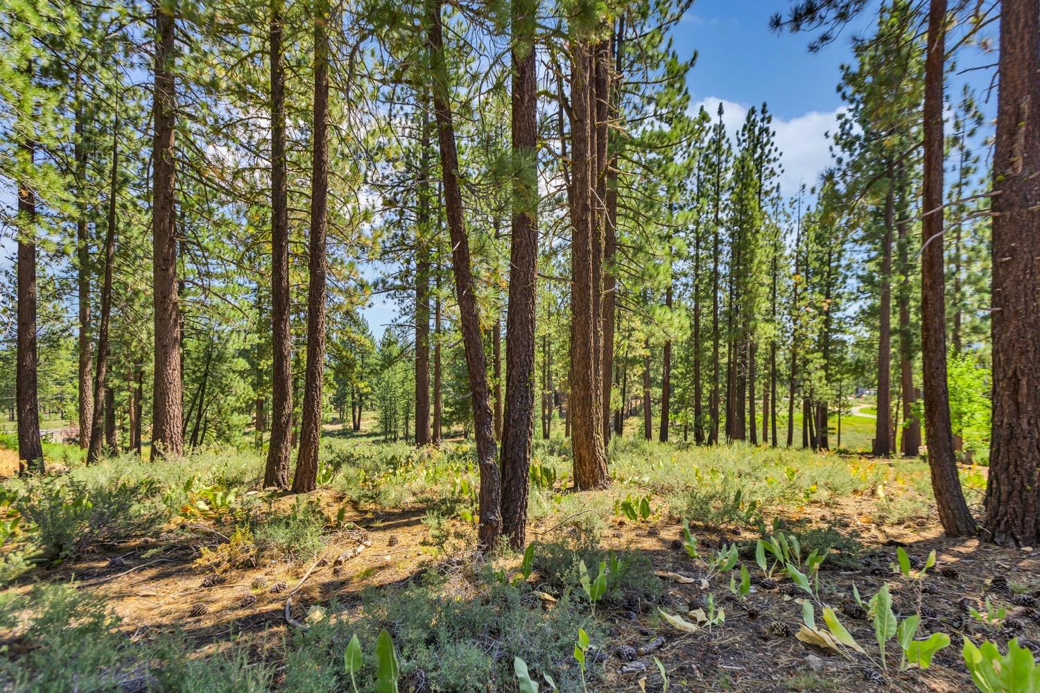 Detail Gallery Image 44 of 58 For 9106 Heartwood Dr, Truckee,  CA 96161 - 3 Beds | 3/1 Baths