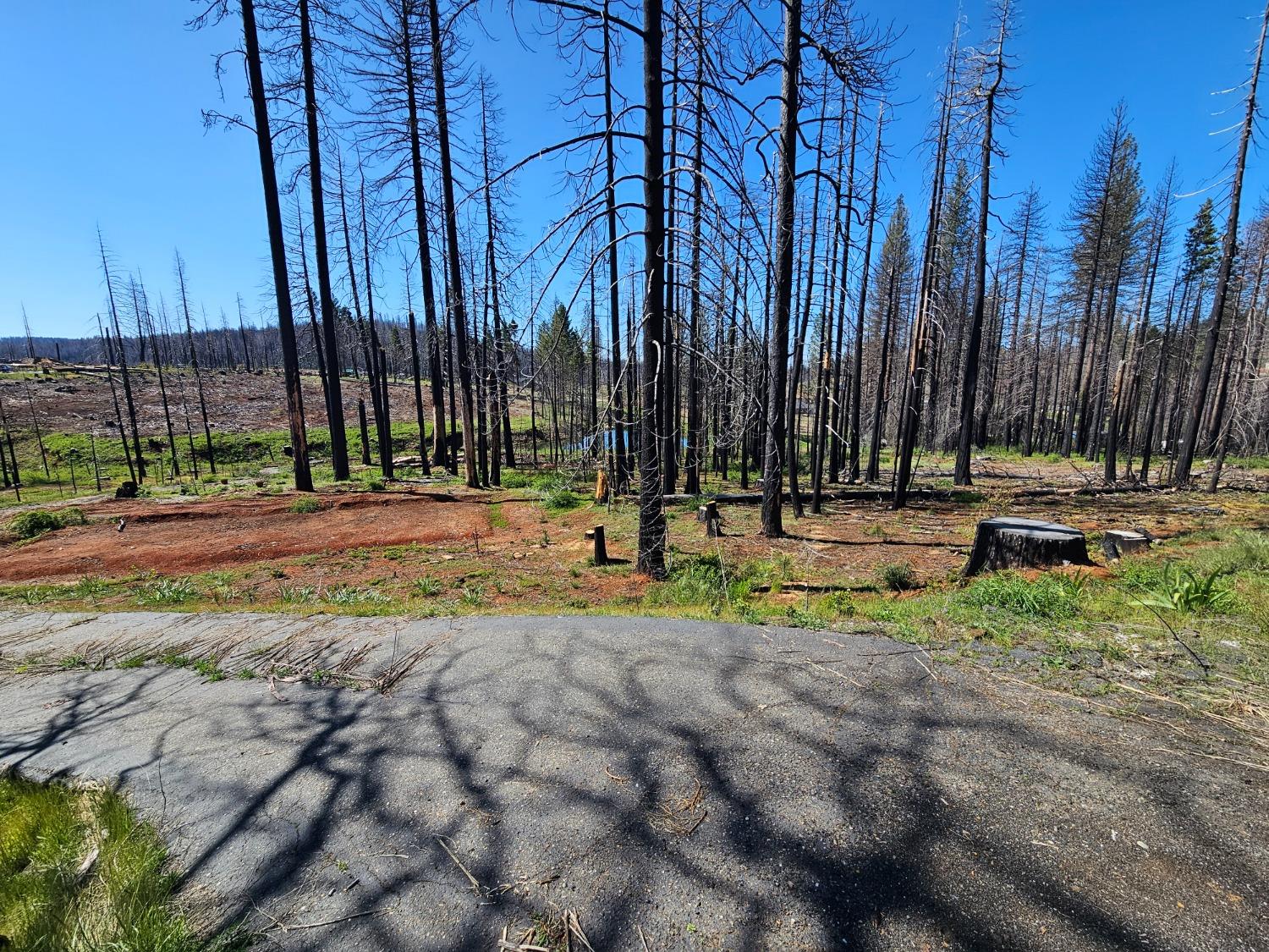 String Canyon Road, Grizzly Flats, California image 3