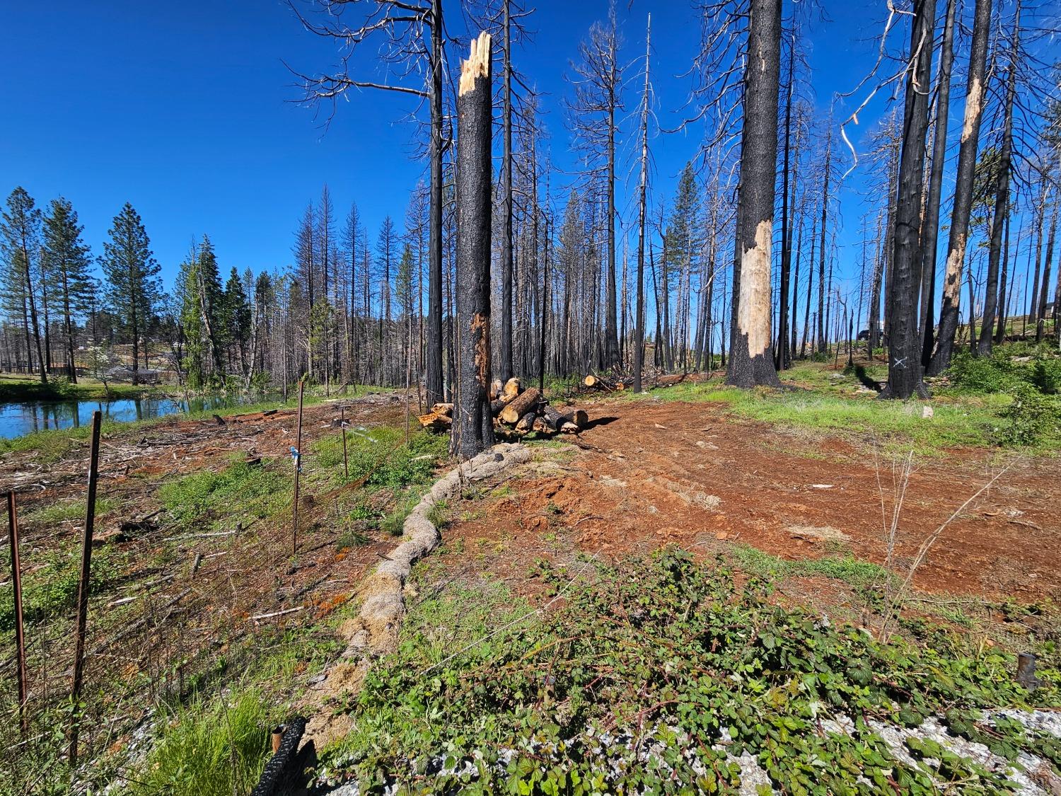 String Canyon Road, Grizzly Flats, California image 12