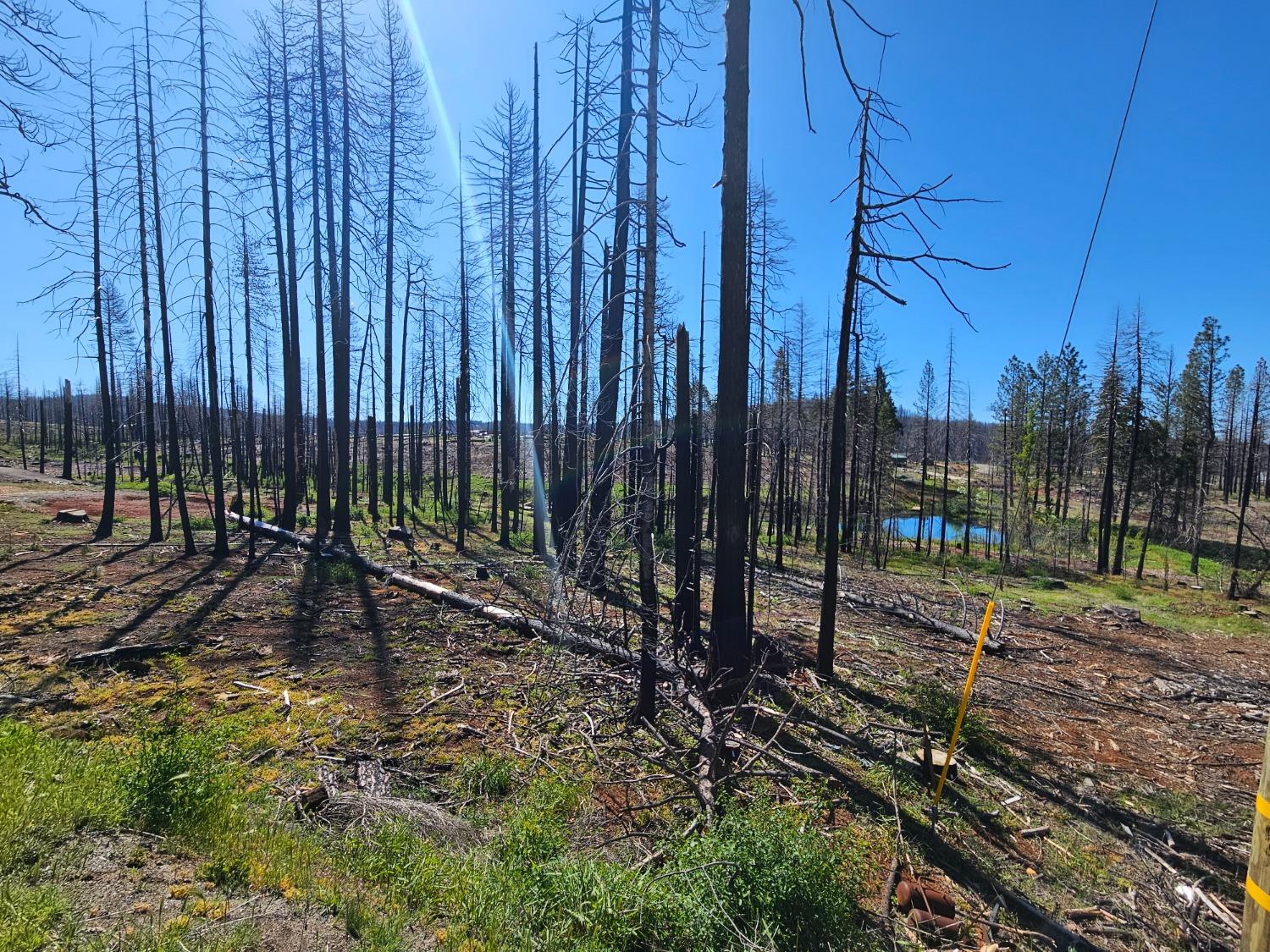 String Canyon Road, Grizzly Flats, California image 14