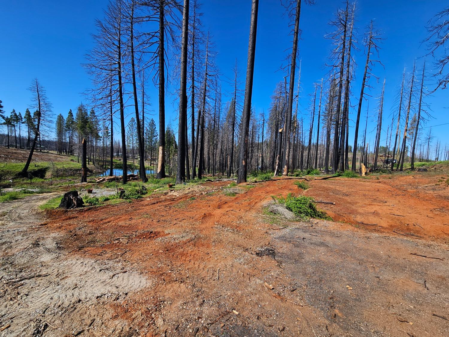 String Canyon Road, Grizzly Flats, California image 5