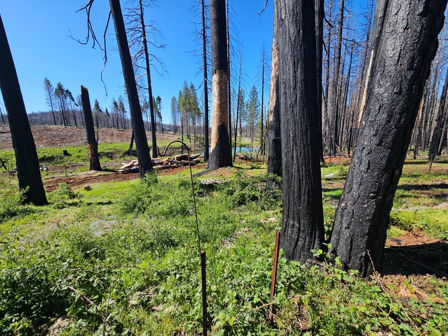 String Canyon Road, Grizzly Flats, California image 9