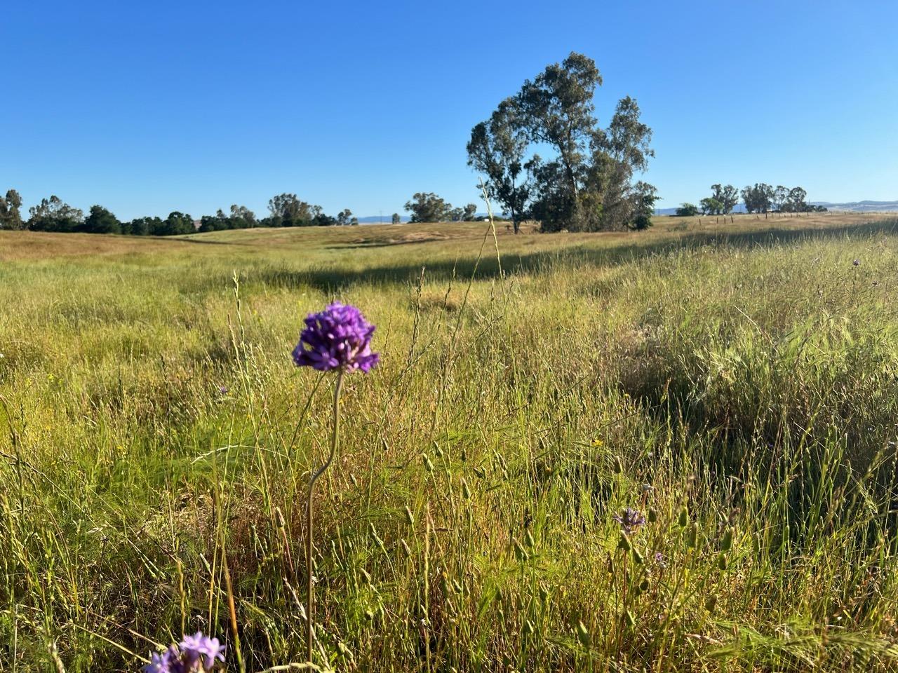 Spenceville Road, Wheatland, California image 35