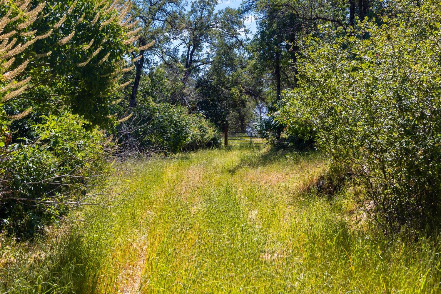 Lime Rock Drive, Sonora, California image 3