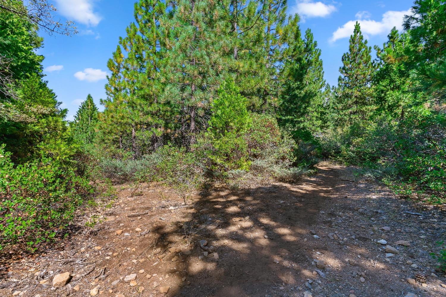 Kearsarge Mill Road, Emigrant Gap, California image 30