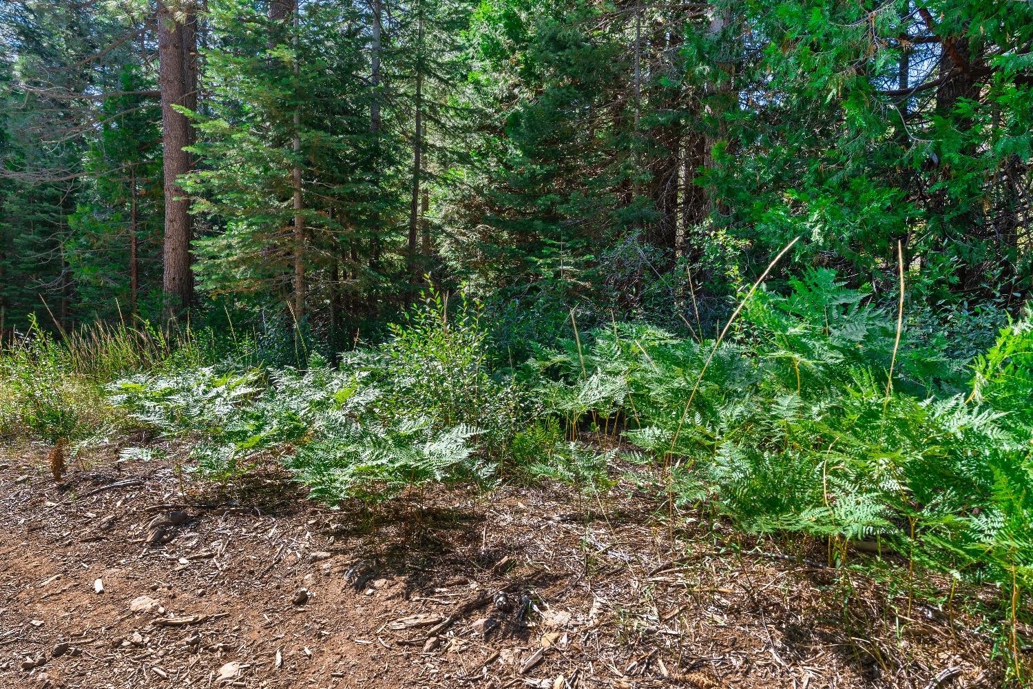 Kearsarge Mill Road, Emigrant Gap, California image 34