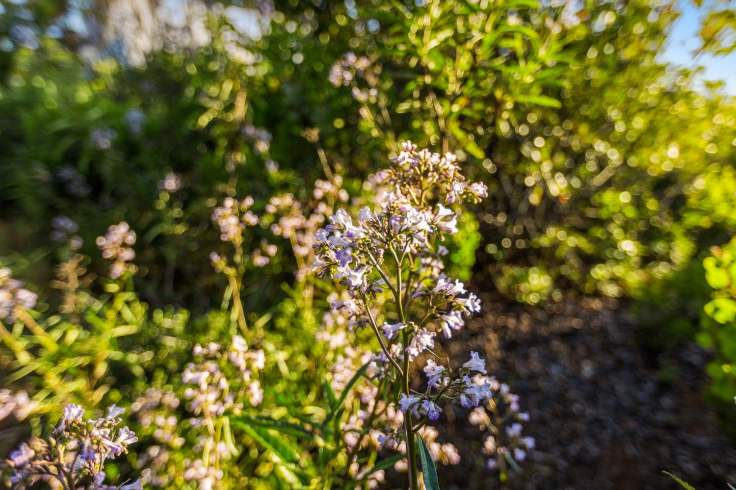 Detail Gallery Image 35 of 36 For 12351 Regent Way, Oregon House,  CA 95962 - 3 Beds | 2 Baths