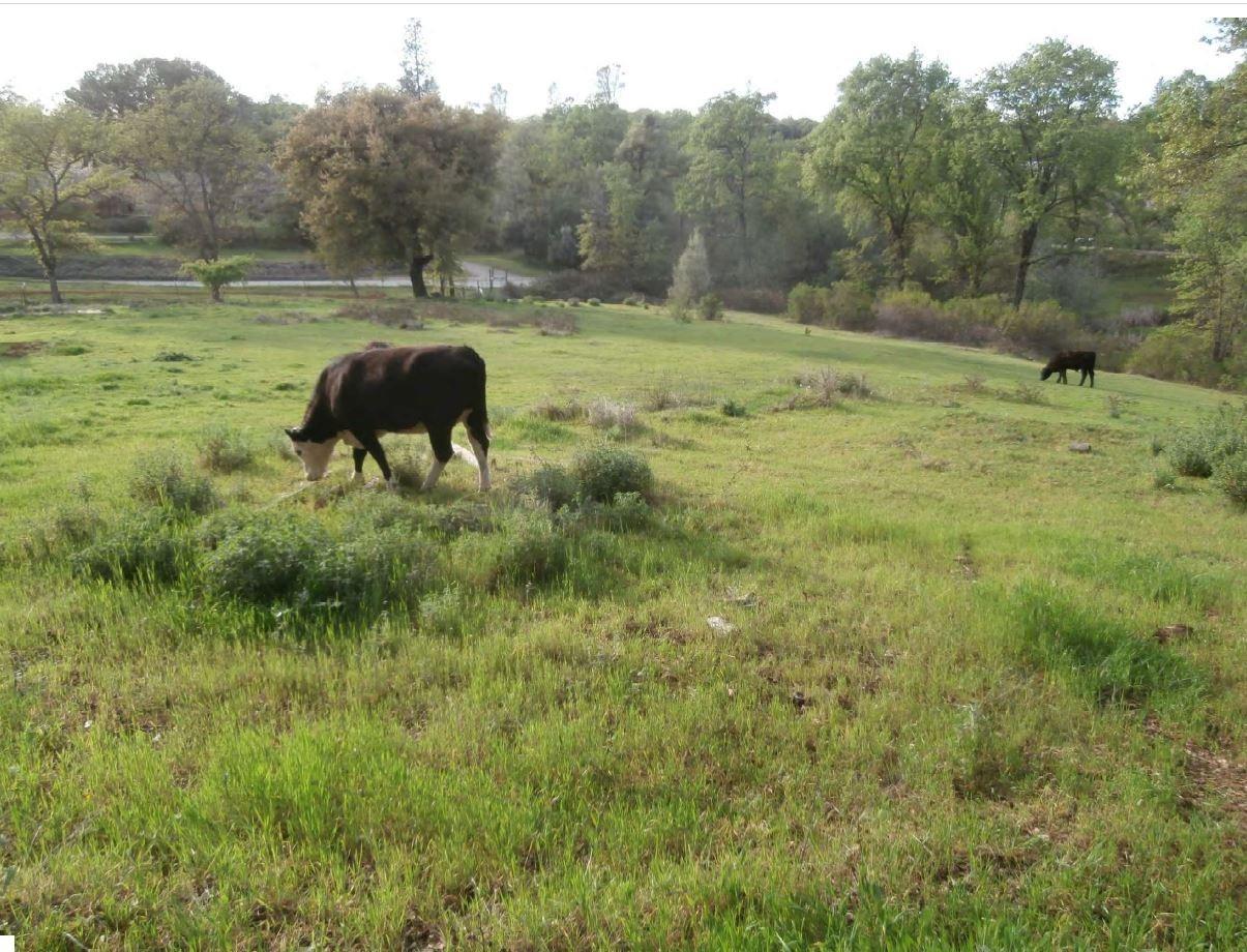 Hillaire Road, Rough and Ready, California image 27