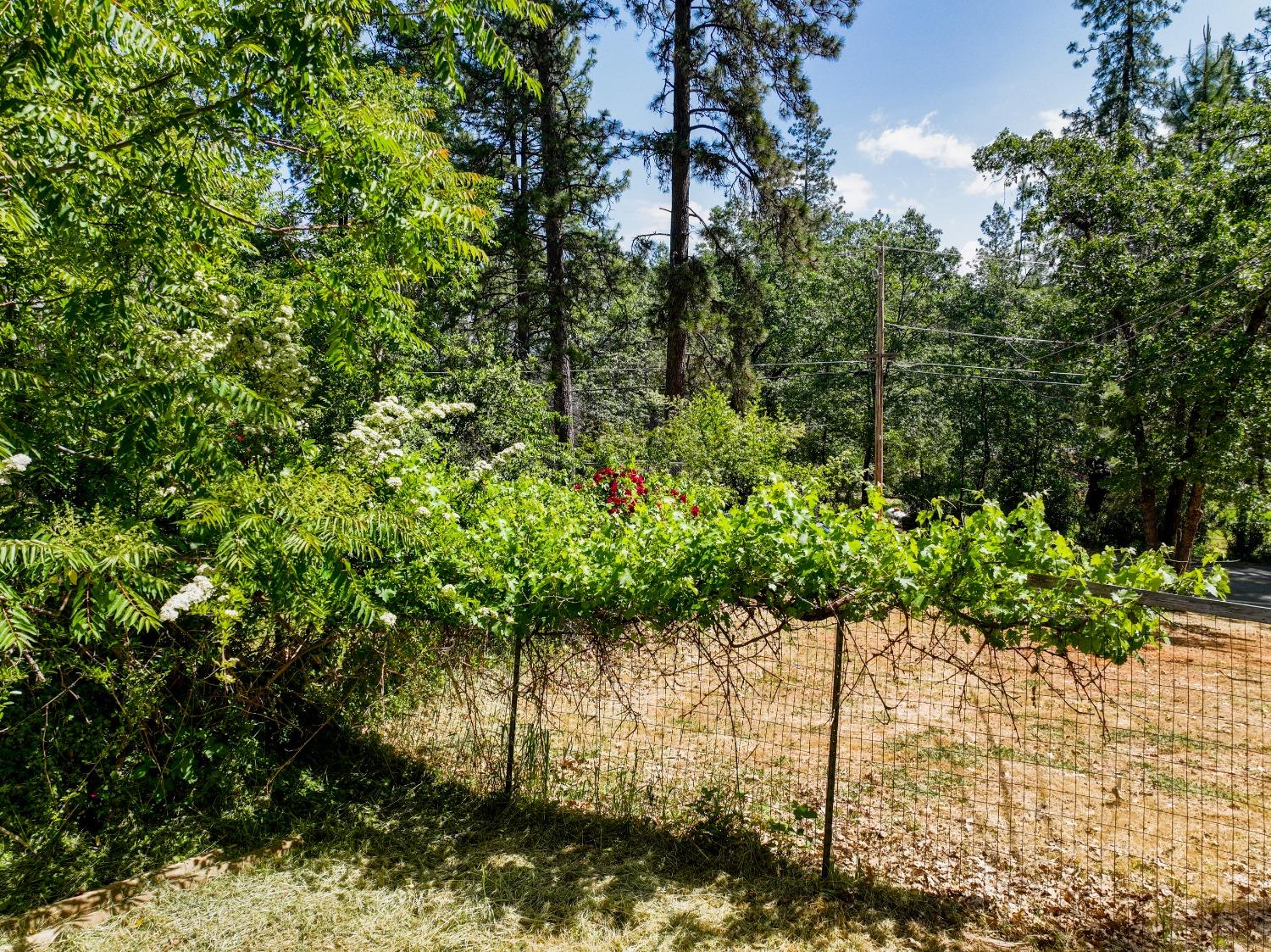 Detail Gallery Image 31 of 47 For 18218 Lawrence Way, Grass Valley,  CA 95949 - 3 Beds | 2/1 Baths